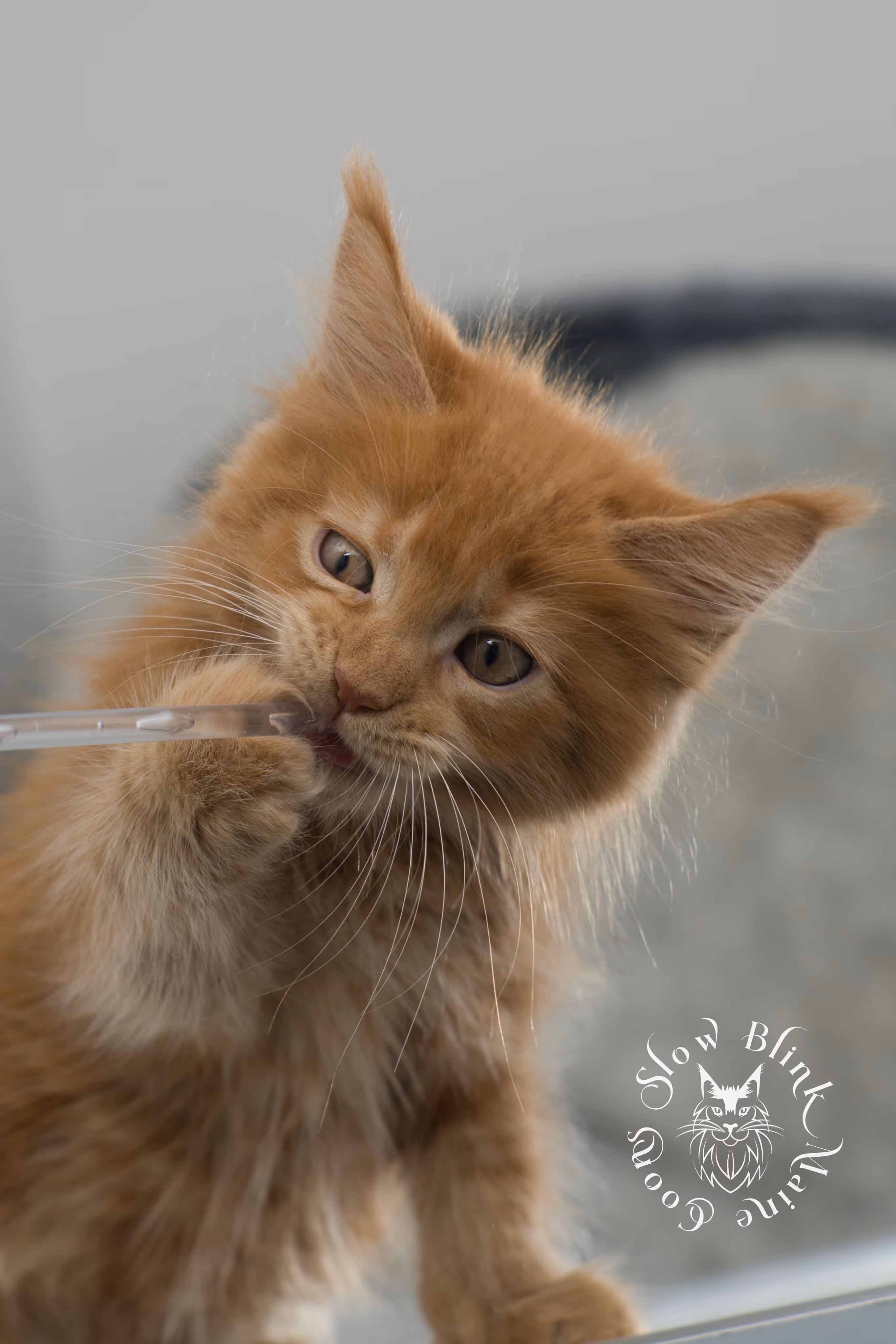 red maine coon kitten | orange maine coon kitten | slowblinkmainecoons | ems code ds 22 | male | k2 | taken nov 2024 | 8 weeks old Orange (Red) Maine Coon Kittens > red maine coon kitten | orange maine coon kitten | slowblinkmainecoons | ems code ds 22 | male | k2 | taken nov 2024 | 8 weeks old | idx 15