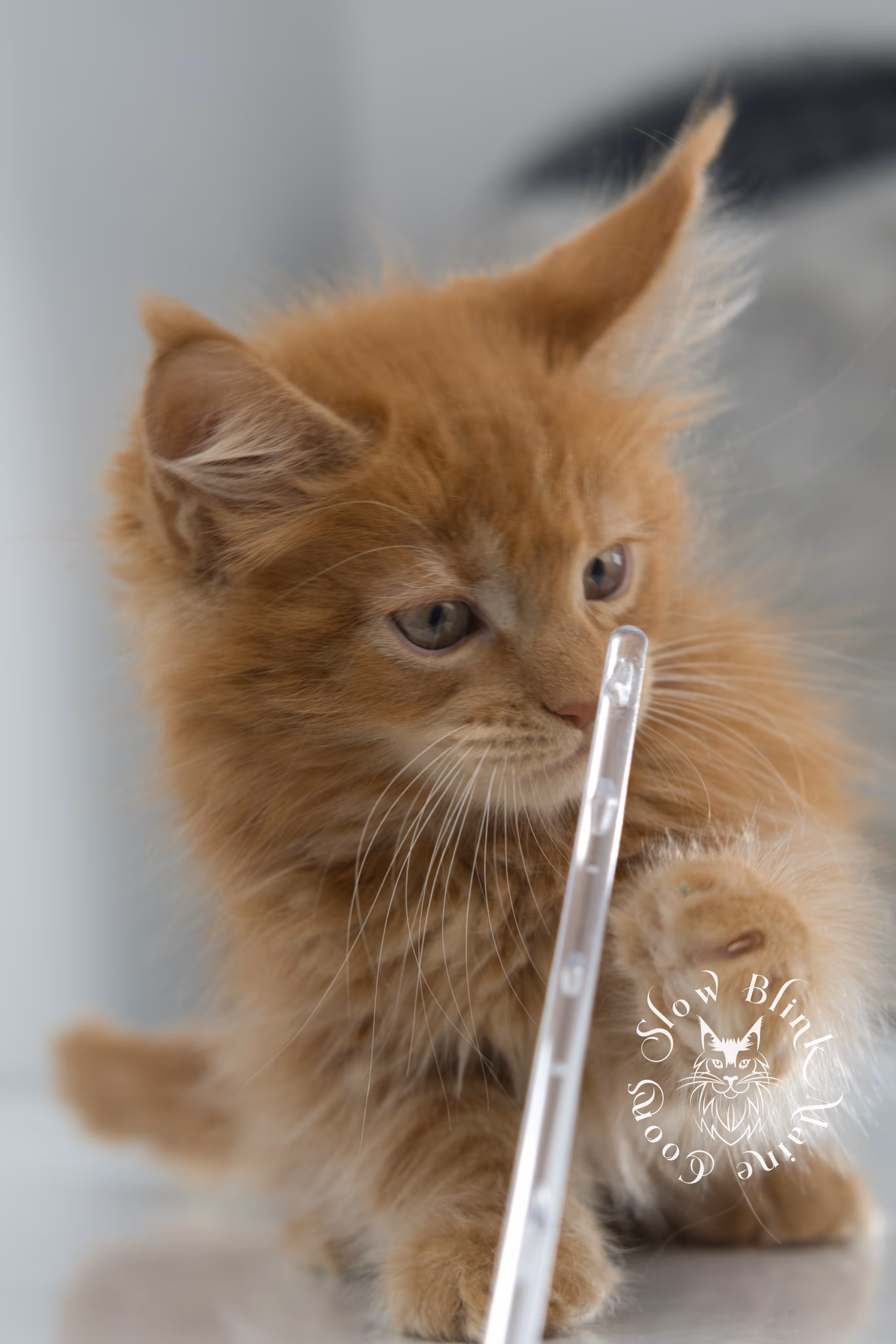 red maine coon kitten | orange maine coon kitten | slowblinkmainecoons | ems code ds 22 | male | k2 | taken nov 2024 | 8 weeks old Orange (Red) Maine Coon Kittens > red maine coon kitten | orange maine coon kitten | slowblinkmainecoons | ems code ds 22 | male | k2 | taken nov 2024 | 8 weeks old | idx 16