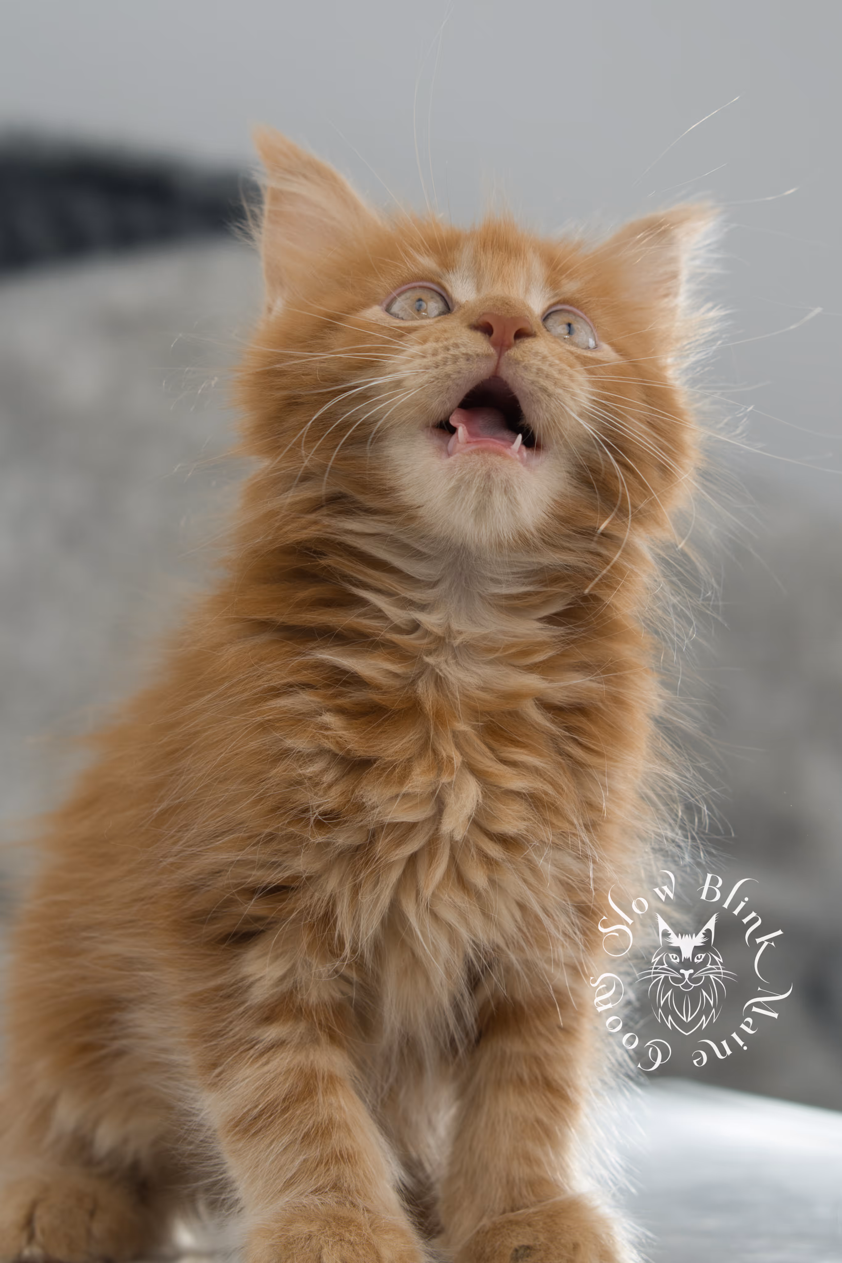 red maine coon kitten | orange maine coon kitten | slowblinkmainecoons | ems code ds 22 | male | k2 | taken nov 2024 | 8 weeks old Orange (Red) Maine Coon Kittens > red maine coon kitten | orange maine coon kitten | slowblinkmainecoons | ems code ds 22 | male | k2 | taken nov 2024 | 8 weeks old | idx 17