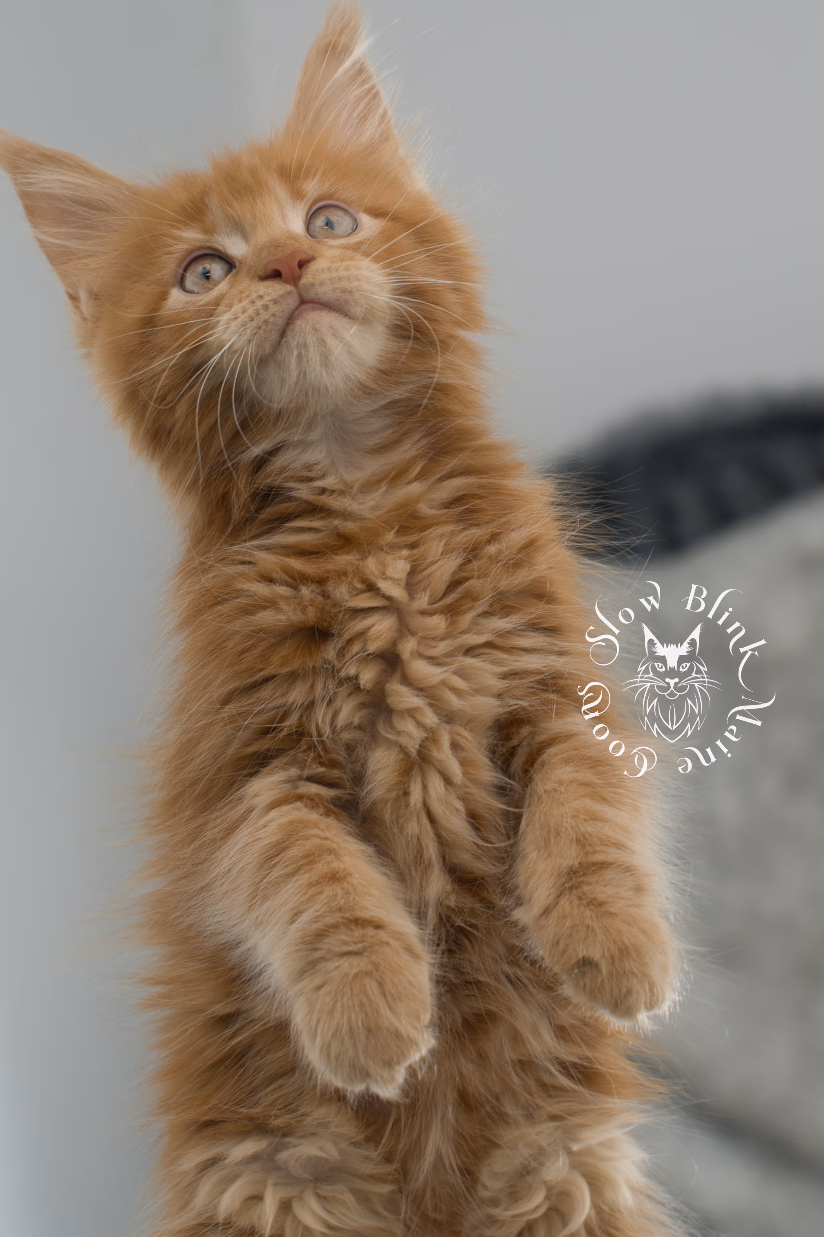 red maine coon kitten | orange maine coon kitten | slowblinkmainecoons | ems code ds 22 | male | k2 | taken nov 2024 | 8 weeks old Orange (Red) Maine Coon Kittens > red maine coon kitten | orange maine coon kitten | slowblinkmainecoons | ems code ds 22 | male | k2 | taken nov 2024 | 8 weeks old | idx 18