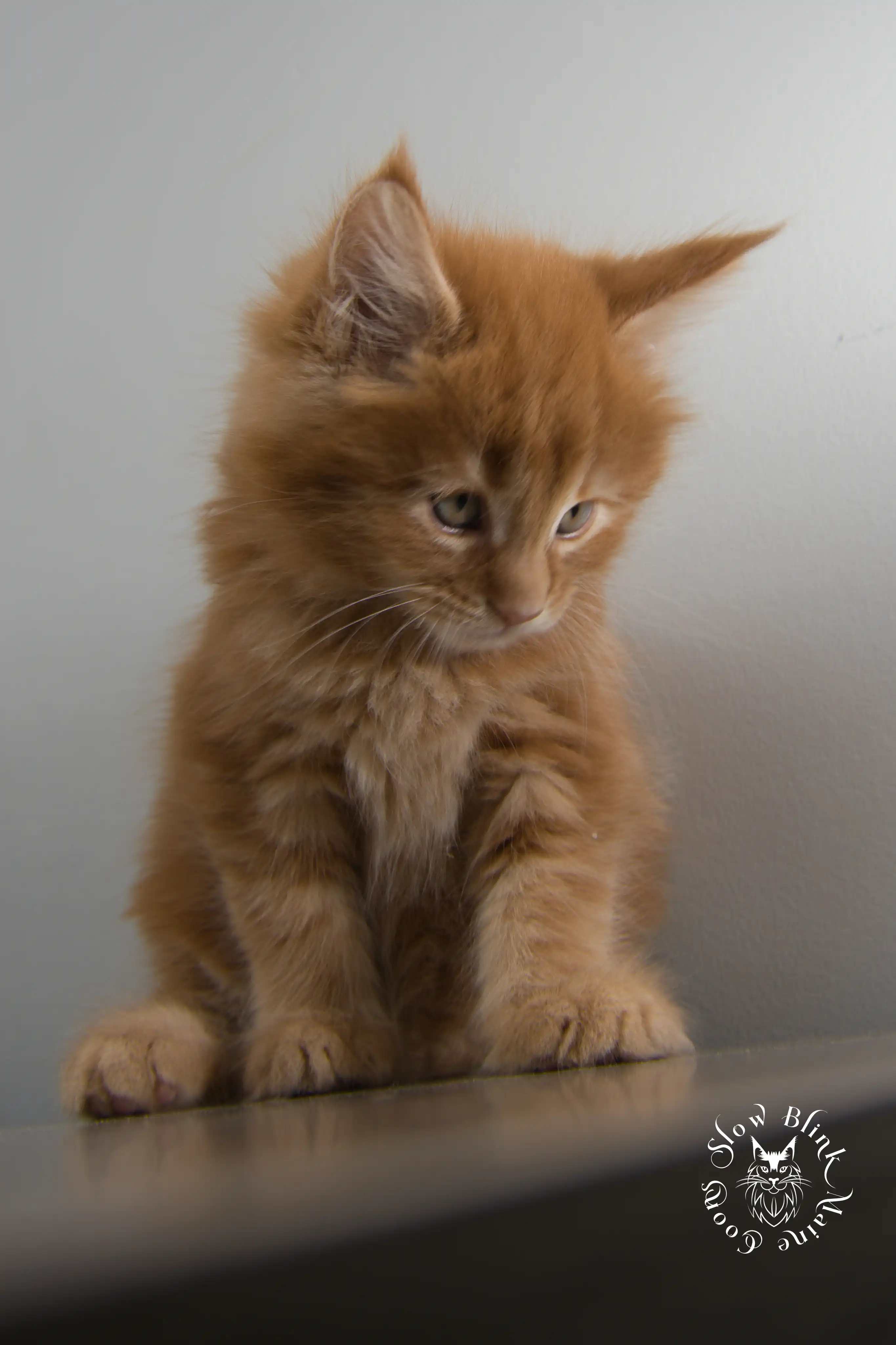 red orange maine coon kitten | slowblinkmainecoons Orange (Red) Maine Coon Kittens > red orange maine coon kitten | slowblinkmainecoons | ems code d ds ds 22 1 12