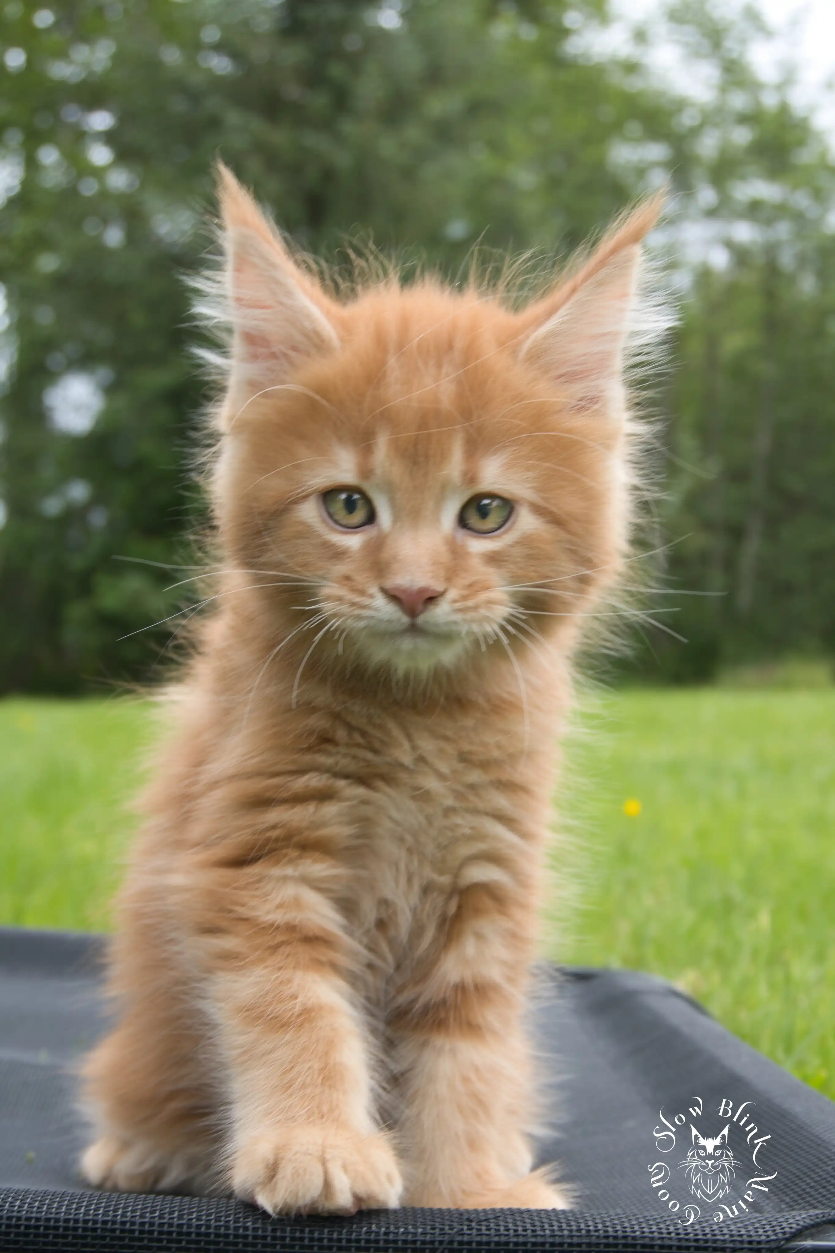 red orange maine coon kitten | slowblinkmainecoons Orange (Red) Maine Coon Kittens > red orange maine coon kitten | slowblinkmainecoons | ems code d ds ds 22 1 13 14