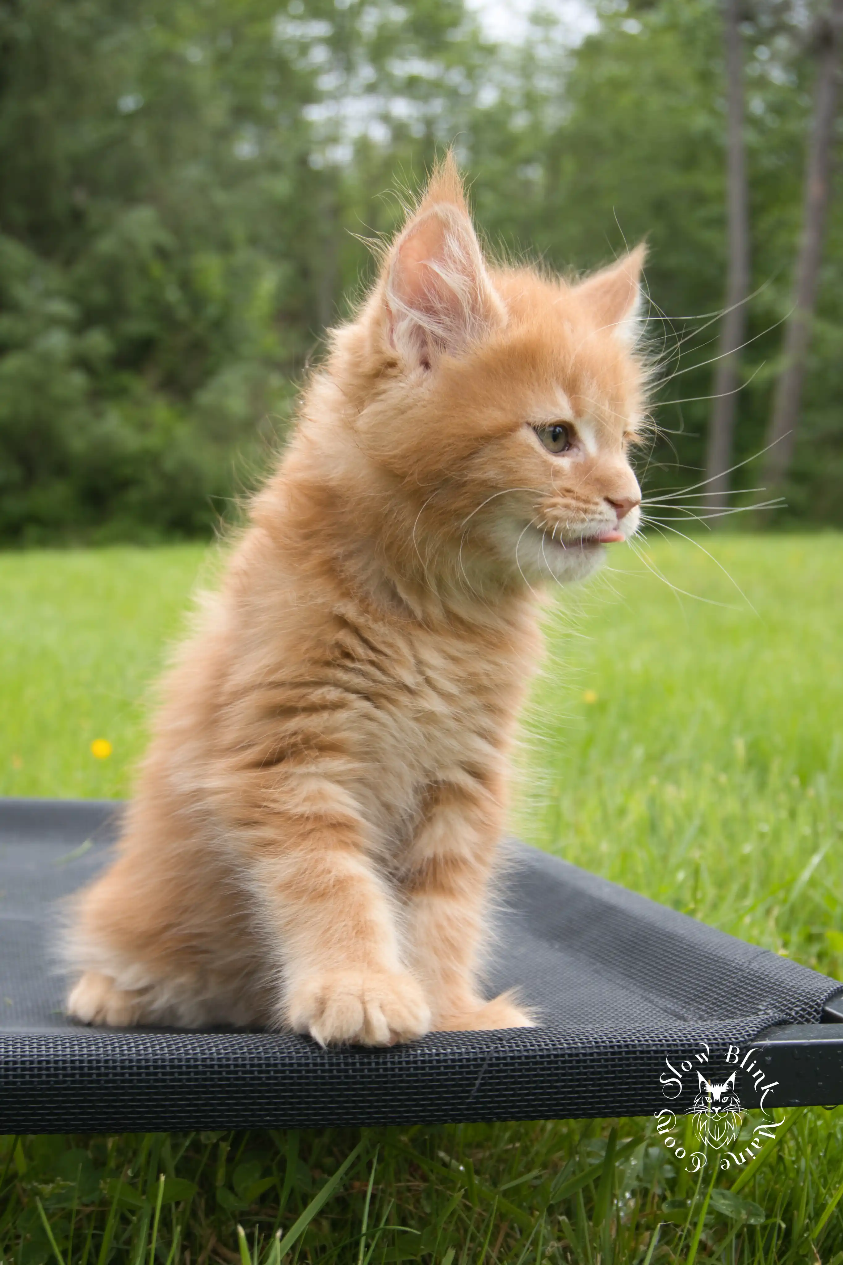 red orange maine coon kitten | slowblinkmainecoons Orange (Red) Maine Coon Kittens > red orange maine coon kitten | slowblinkmainecoons | ems code d ds ds 22 1 16