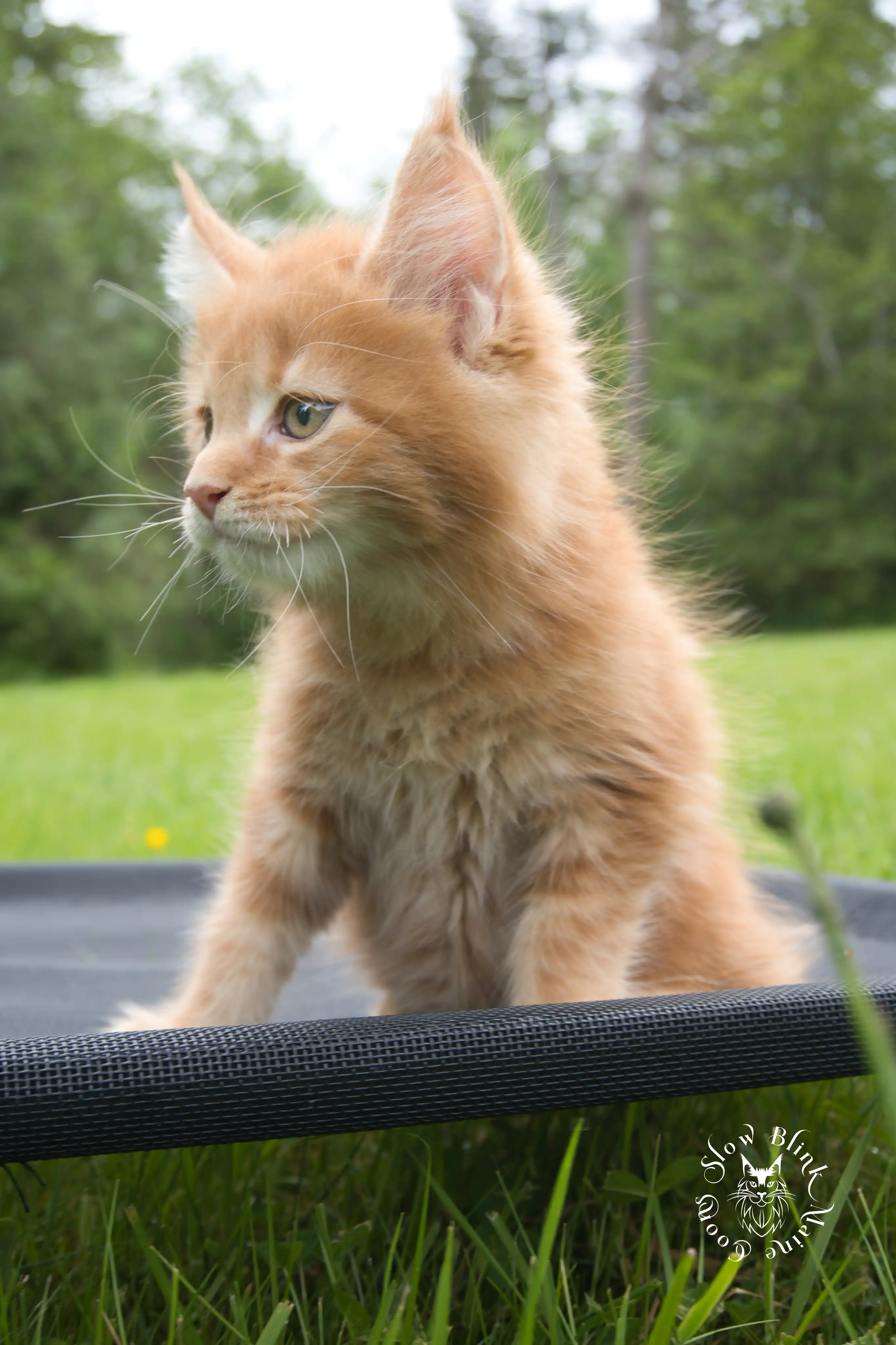 red orange maine coon kitten | slowblinkmainecoons Orange (Red) Maine Coon Kittens > red orange maine coon kitten | slowblinkmainecoons | ems code d ds ds 22 1 19