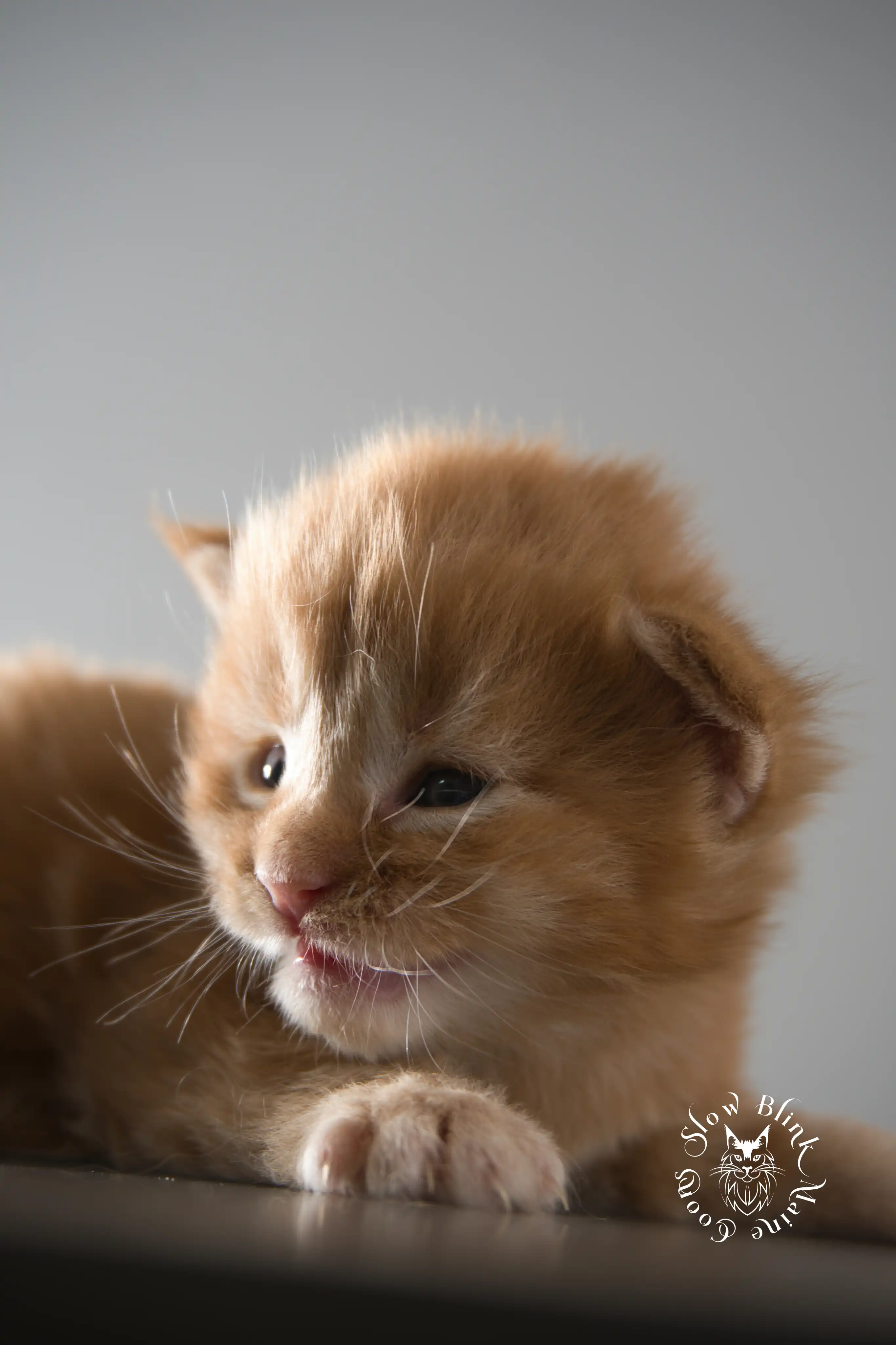 red orange maine coon kitten | slowblinkmainecoons Orange (Red) Maine Coon Kittens > red orange maine coon kitten | slowblinkmainecoons | ems code d ds ds 22 2 1