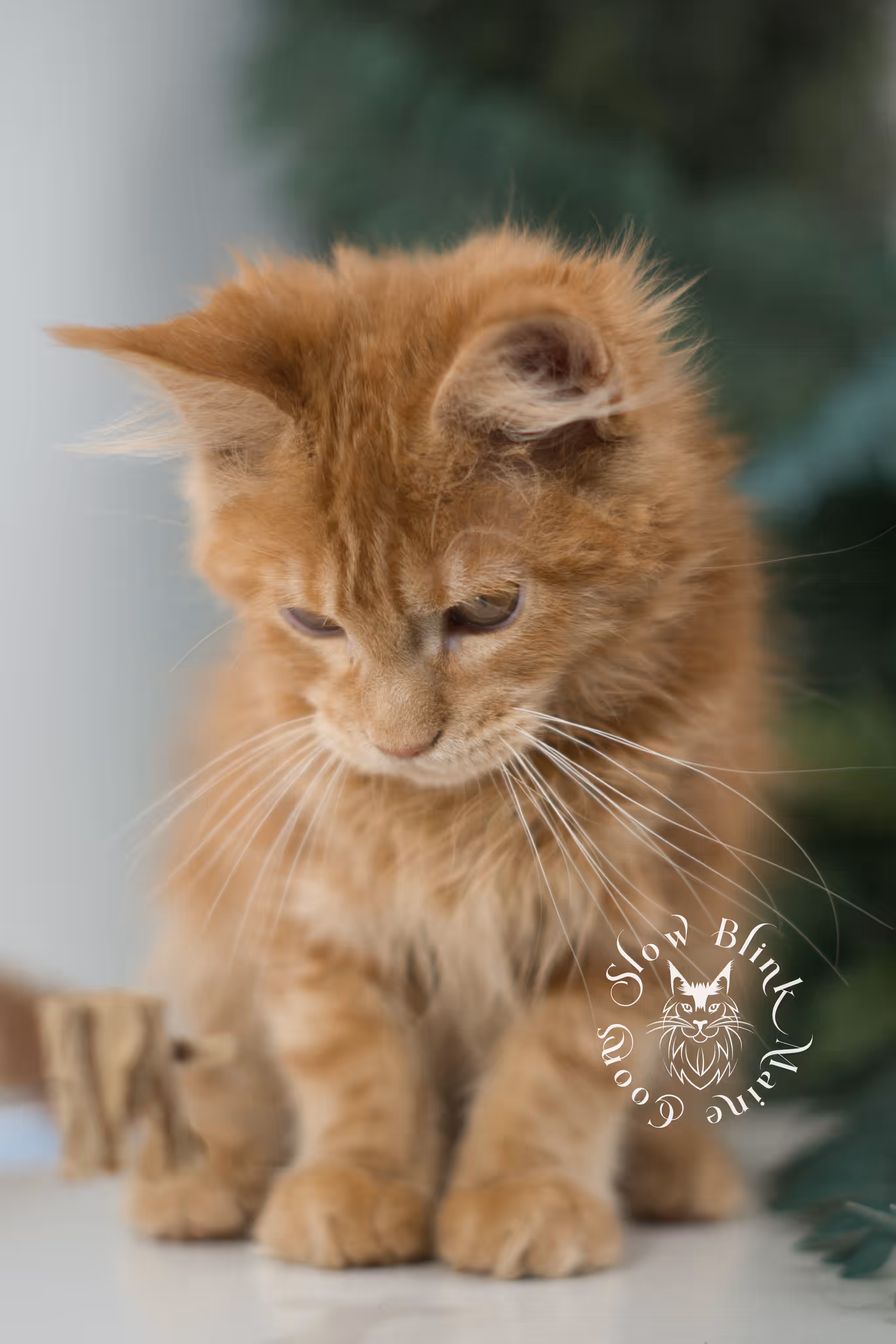 red silver tabby | maine coon kitten | ems code mco ds 22 | male | k1 | taken dec 2024 Orange (Red) Maine Coon Kittens > red silver tabby | maine coon kitten | ems code mco ds 22 | male | k1 | taken dec 2024 | age 10 weeks old 1.avif