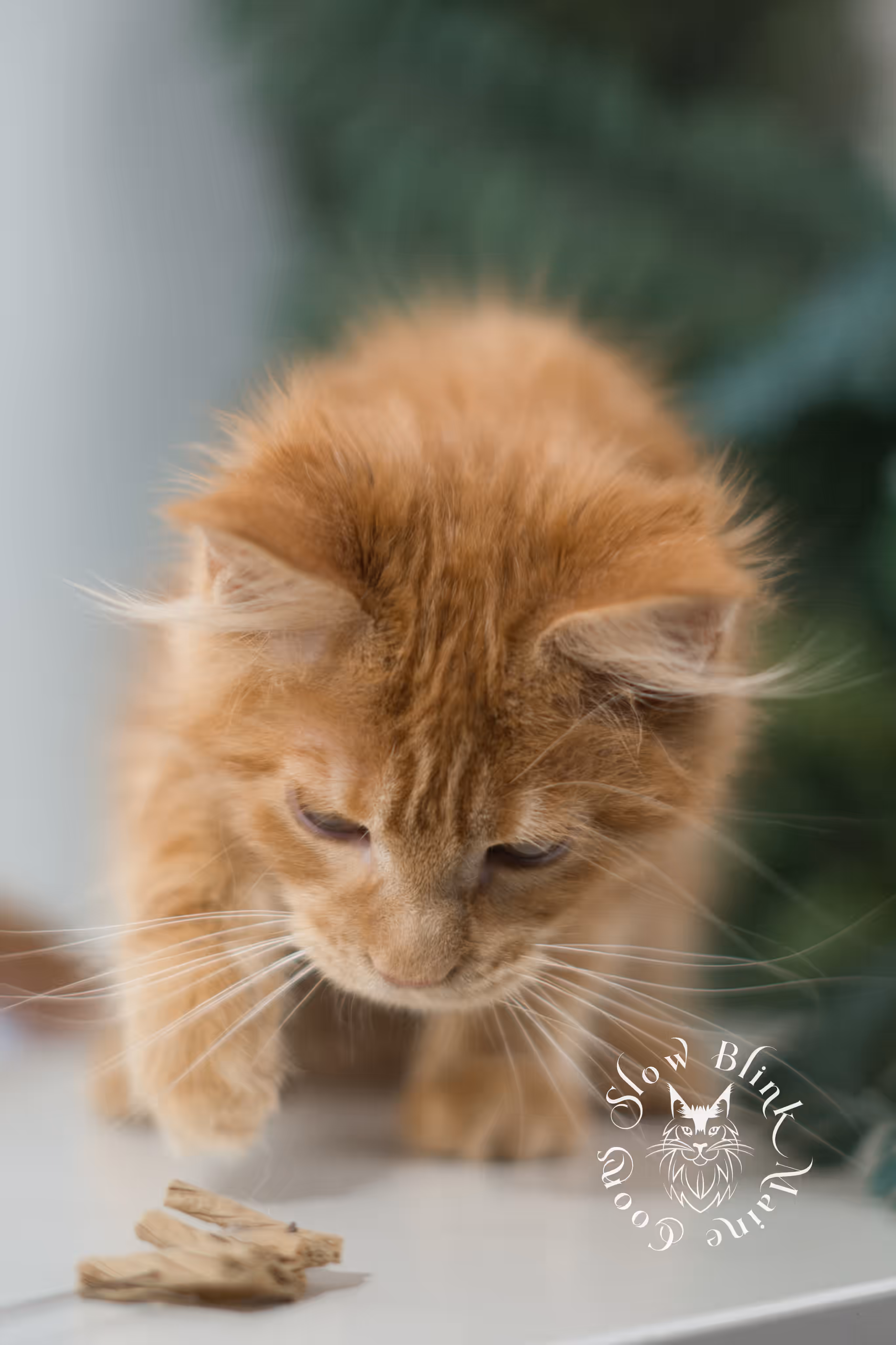 red silver tabby | maine coon kitten | ems code mco ds 22 | male | k1 | taken dec 2024 Orange (Red) Maine Coon Kittens > red silver tabby | maine coon kitten | ems code mco ds 22 | male | k1 | taken dec 2024 | age 10 weeks old 2.avif