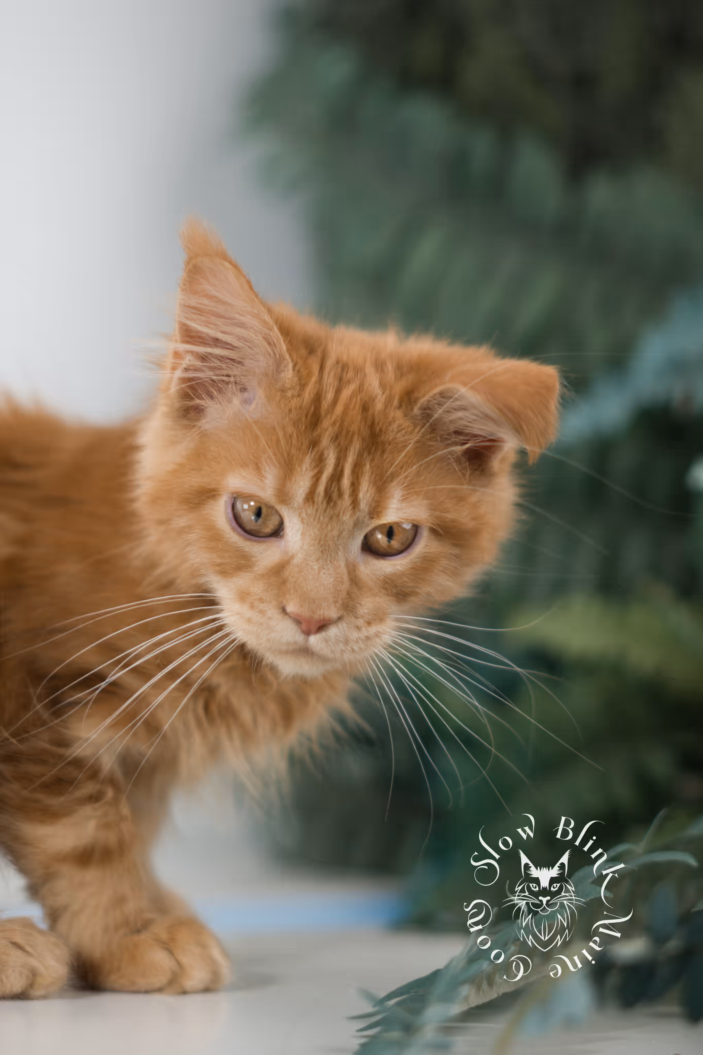 red silver tabby | maine coon kitten | ems code mco ds 22 | male | k1 | taken dec 2024 Orange (Red) Maine Coon Kittens > red silver tabby | maine coon kitten | ems code mco ds 22 | male | k1 | taken dec 2024 | age 10 weeks old 3.avif