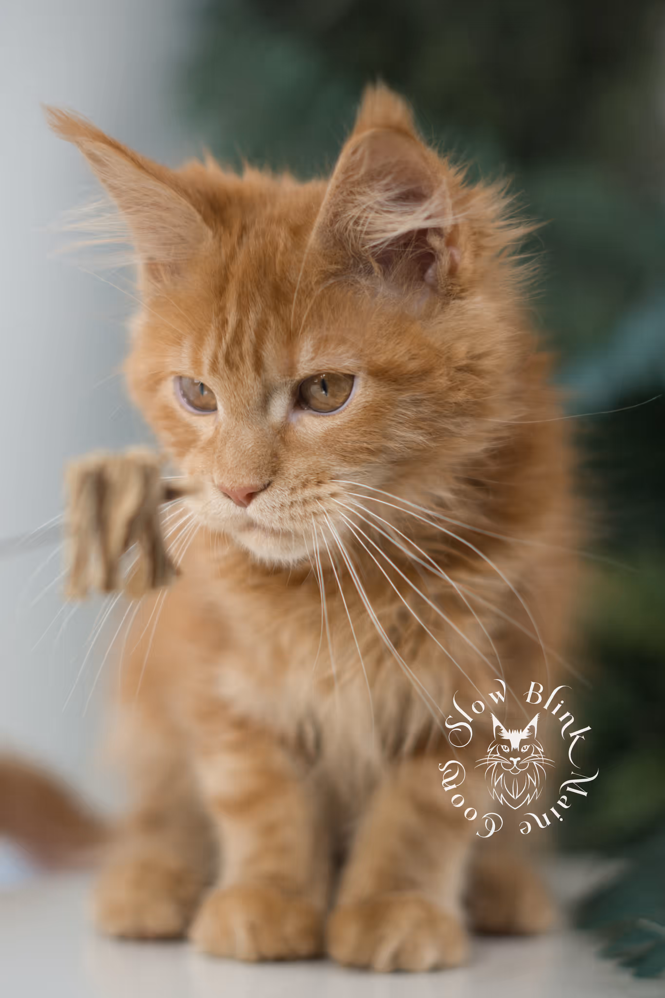 red silver tabby | maine coon kitten | ems code mco ds 22 | male | k1 | taken dec 2024 Orange (Red) Maine Coon Kittens > red silver tabby | maine coon kitten | ems code mco ds 22 | male | k1 | taken dec 2024 | age 10 weeks old 4.avif