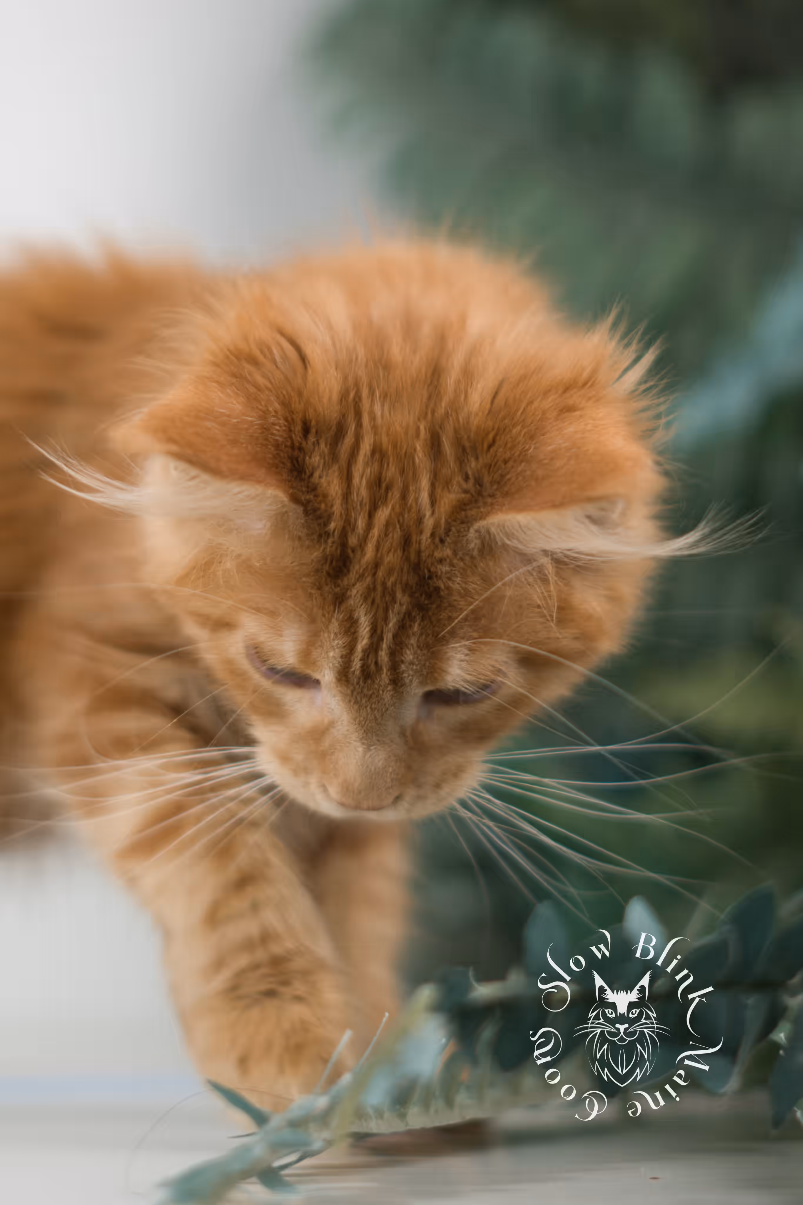 red silver tabby | maine coon kitten | ems code mco ds 22 | male | k1 | taken dec 2024 Orange (Red) Maine Coon Kittens > red silver tabby | maine coon kitten | ems code mco ds 22 | male | k1 | taken dec 2024 | age 10 weeks old 5.avif