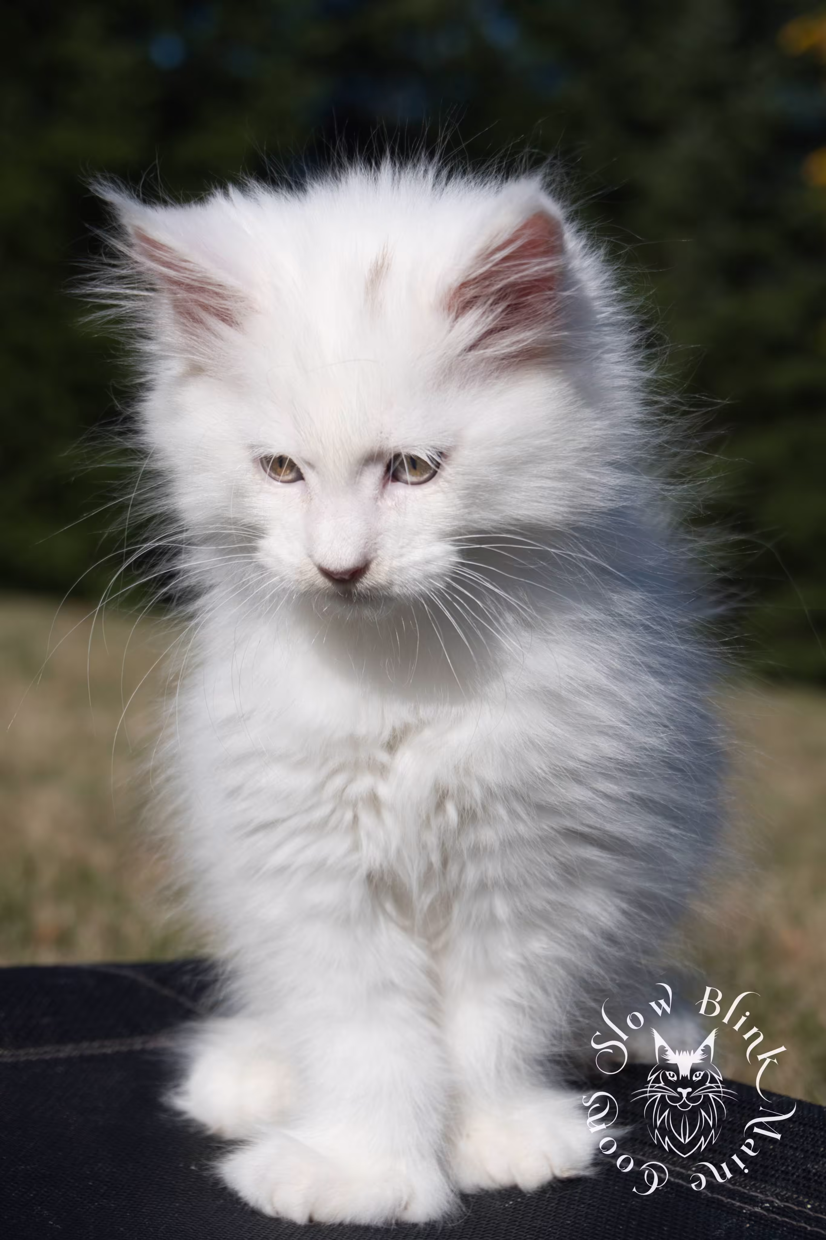 White Maine Coon Kittens > white | white solid | maine coon kitten | 3 months old | ems code w | slowblinkmainecoons | taken oct 20 2024 | 02