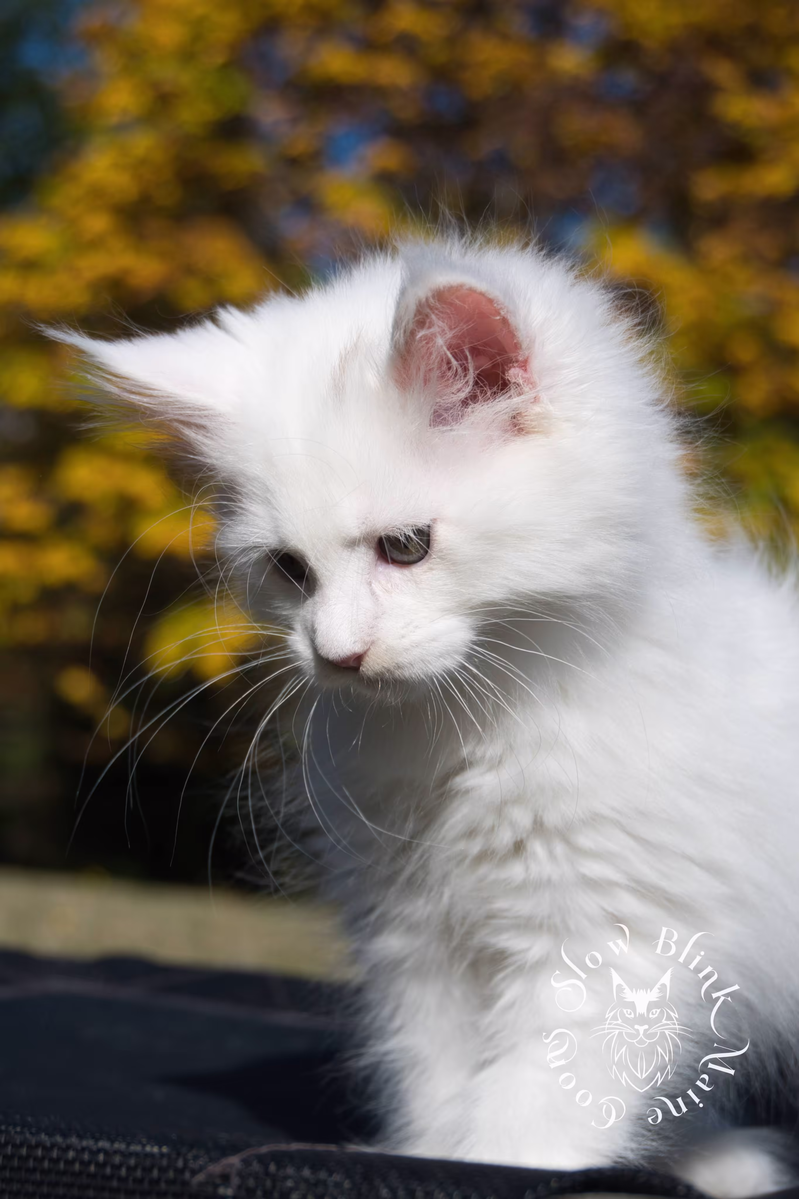 White Maine Coon Kittens > white | white solid | maine coon kitten | 3 months old | ems code w | slowblinkmainecoons | taken oct 20 2024 | 03