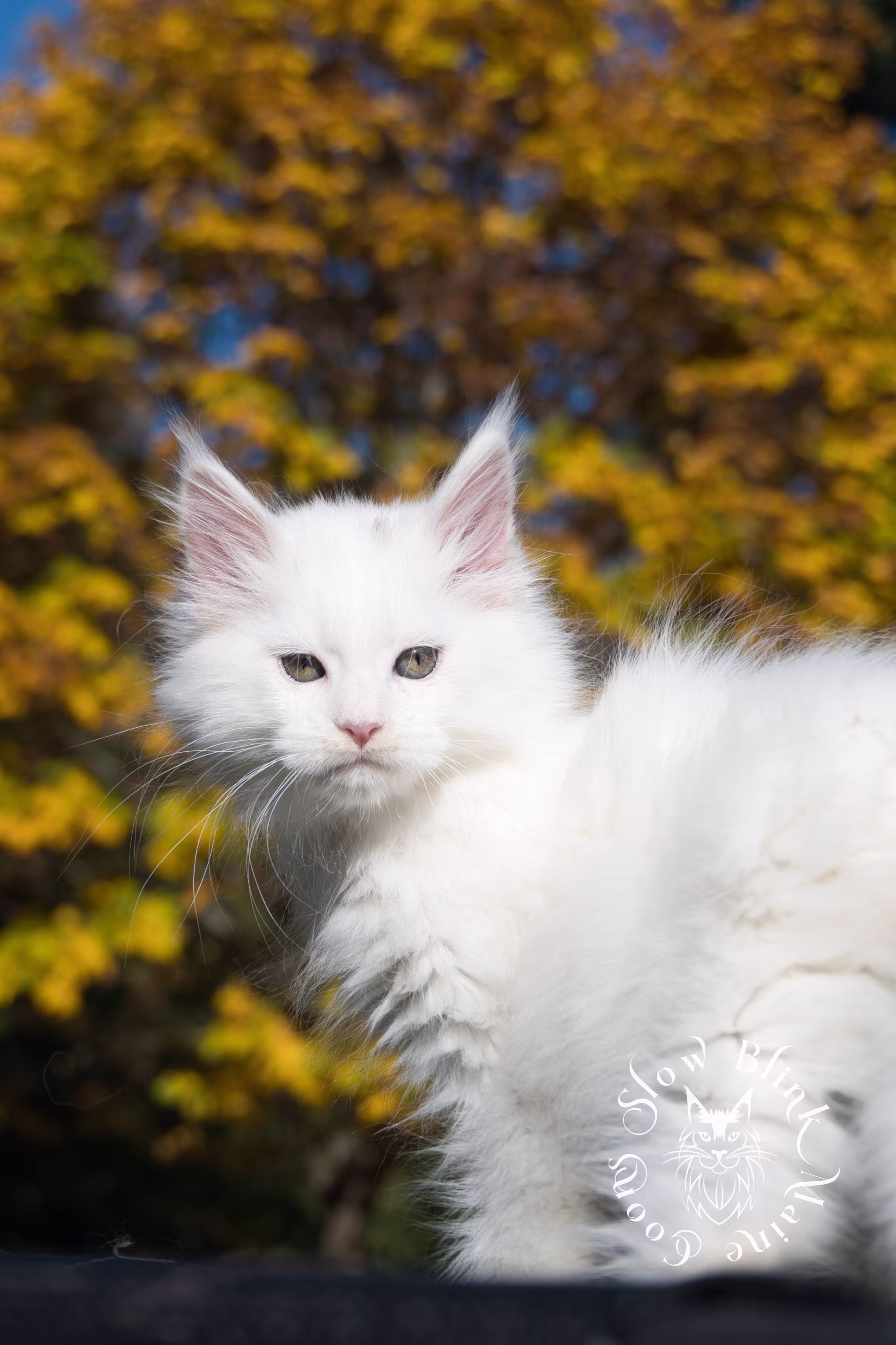 White Maine Coon Kittens > white | white solid | maine coon kitten | 3 months old | ems code w | slowblinkmainecoons | taken oct 20 2024 | 04