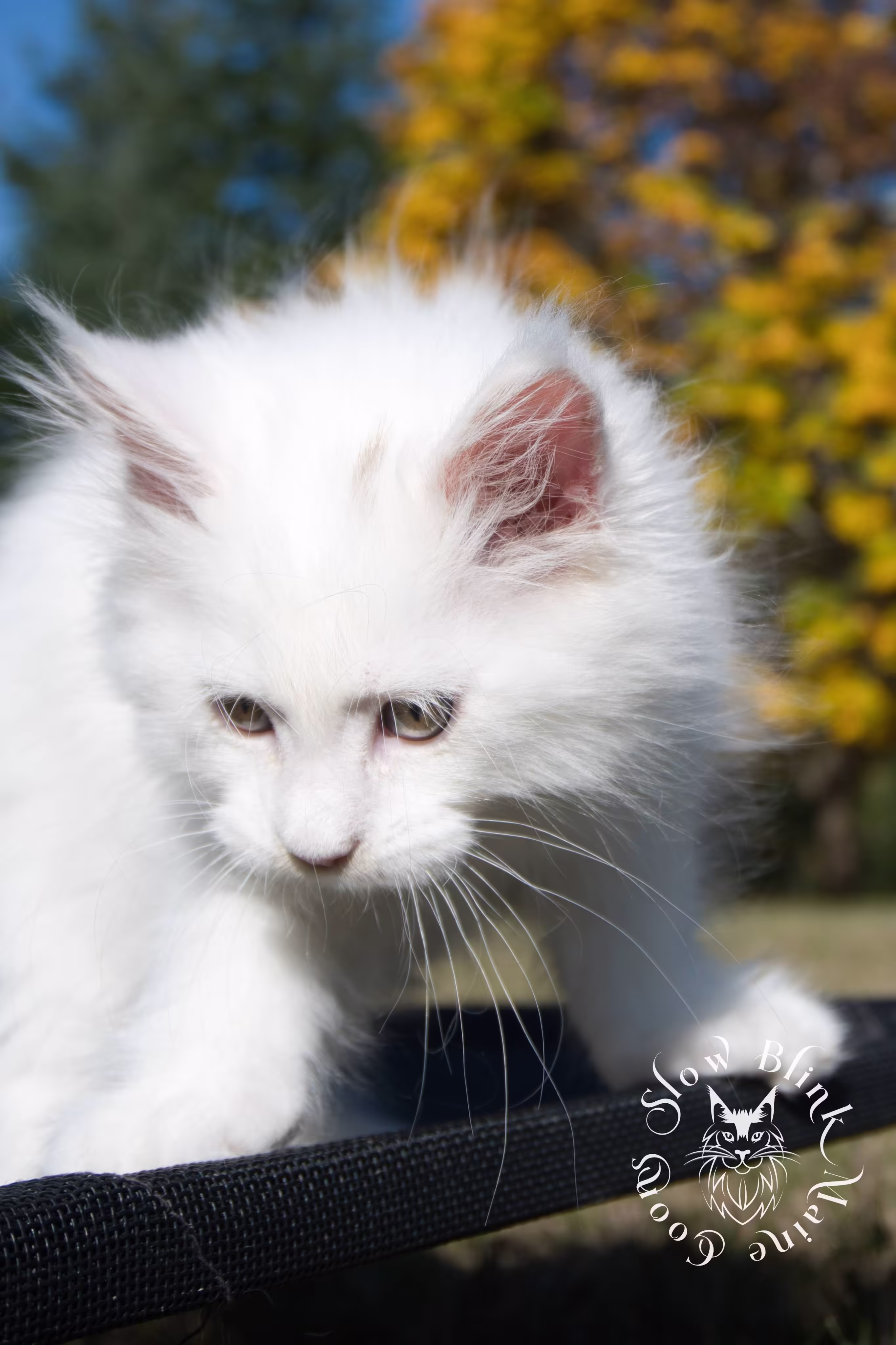 White Maine Coon Kittens > white | white solid | maine coon kitten | 3 months old | ems code w | slowblinkmainecoons | taken oct 20 2024 | 05