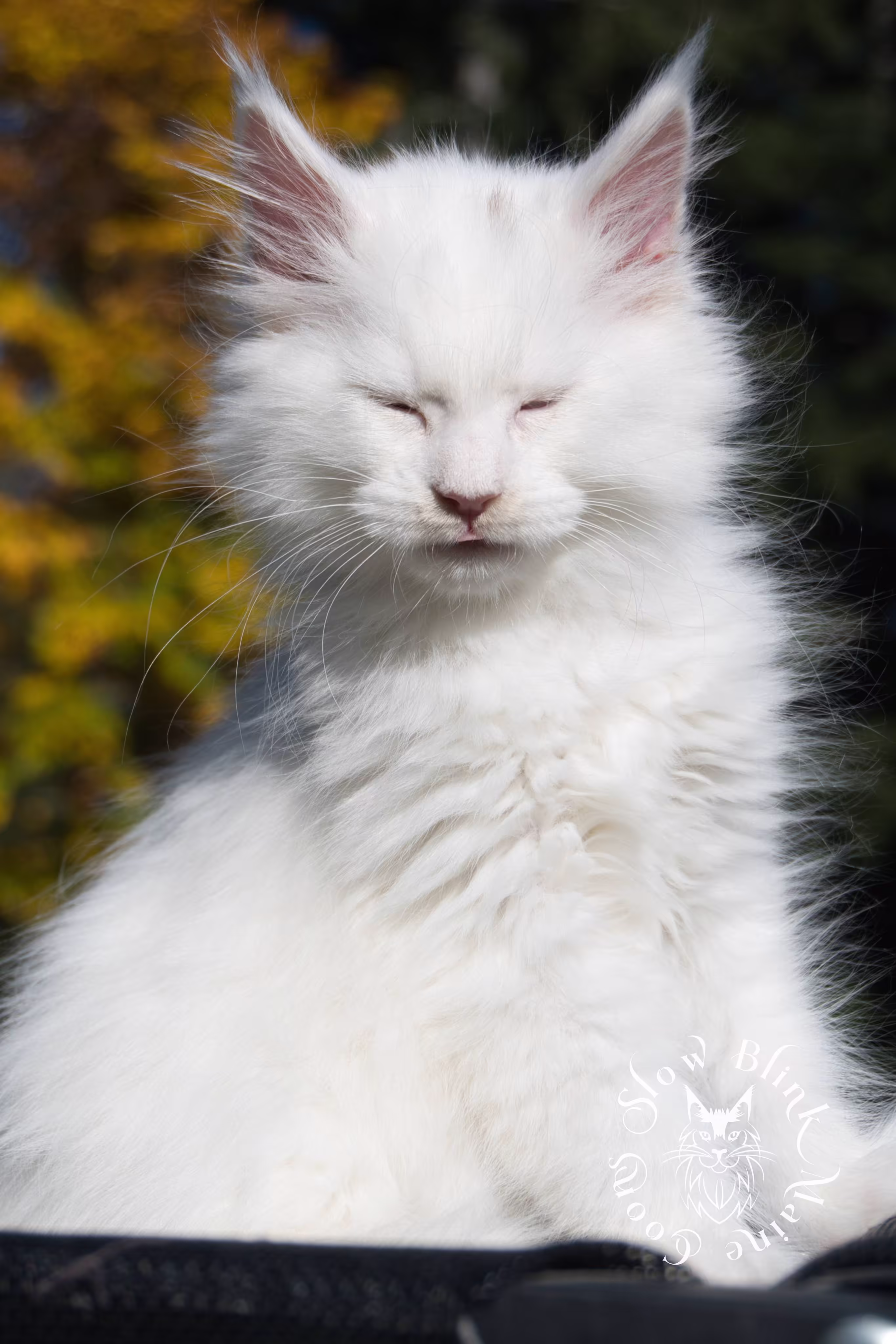 White Maine Coon Kittens > white | white solid | maine coon kitten | 3 months old | ems code w | slowblinkmainecoons | taken oct 20 2024 | 06