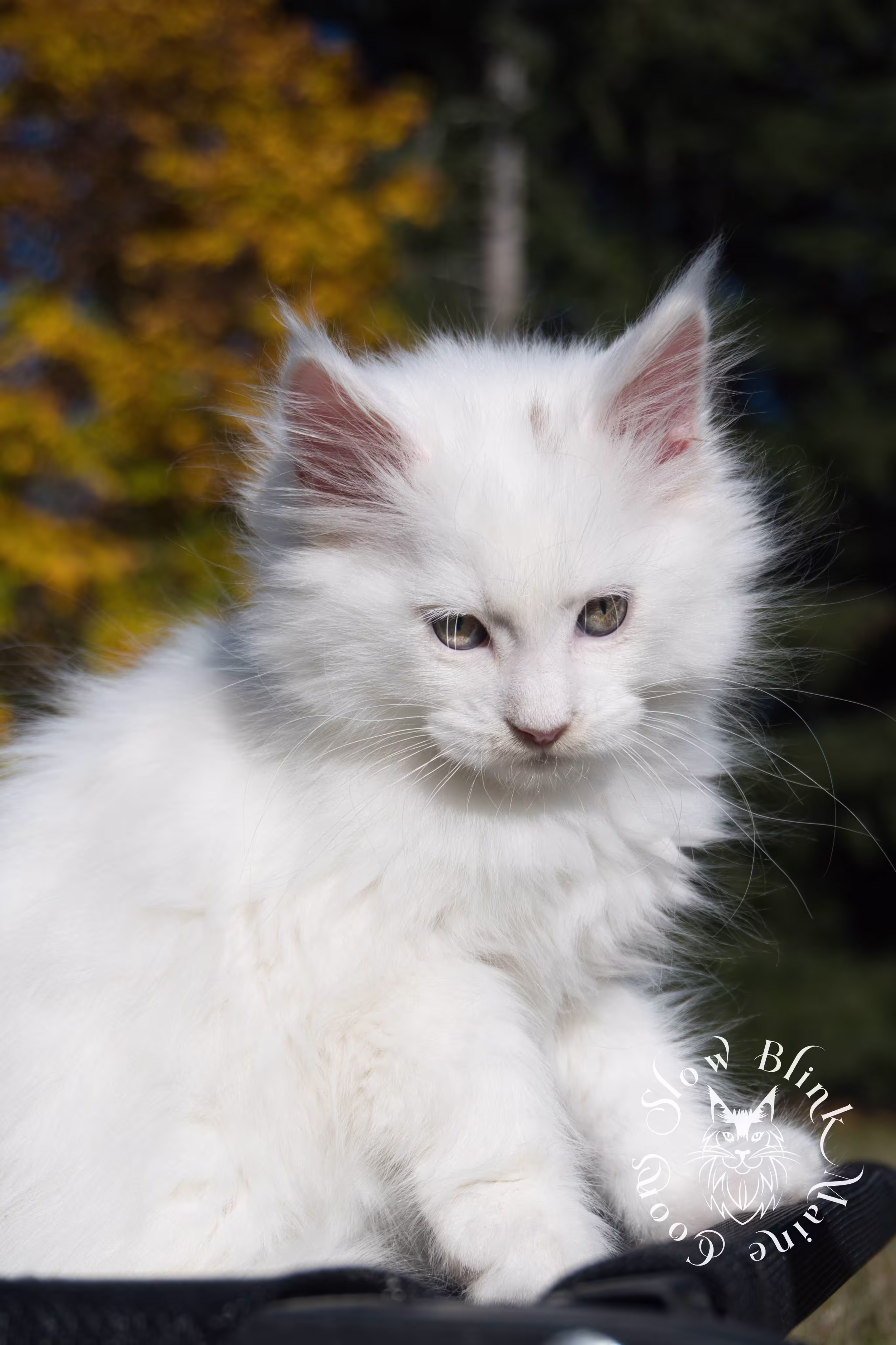 White Maine Coon Kittens > white | white solid | maine coon kitten | 3 months old | ems code w | slowblinkmainecoons | taken oct 20 2024 | 07