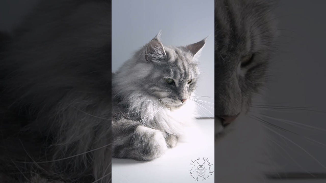YouTube Shorts Maine Coon Video Thumbnail