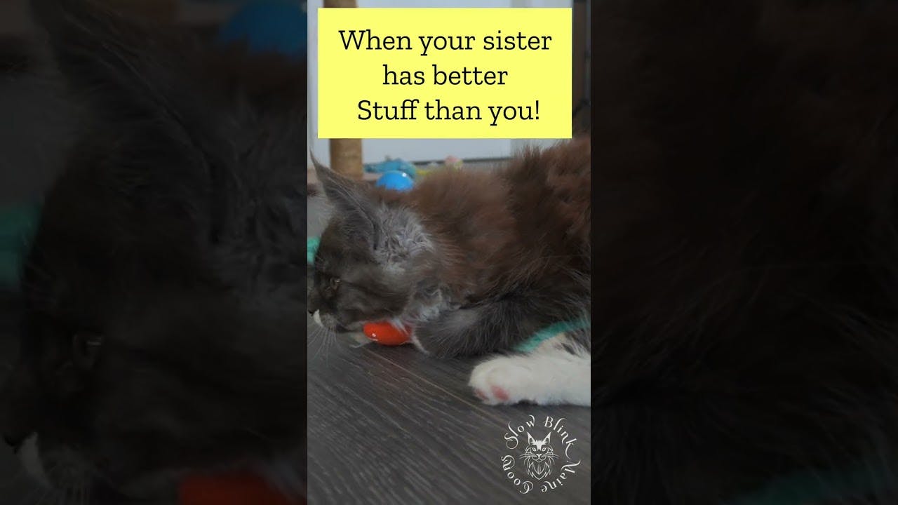 YouTube Shorts Maine Coon Video Thumbnail