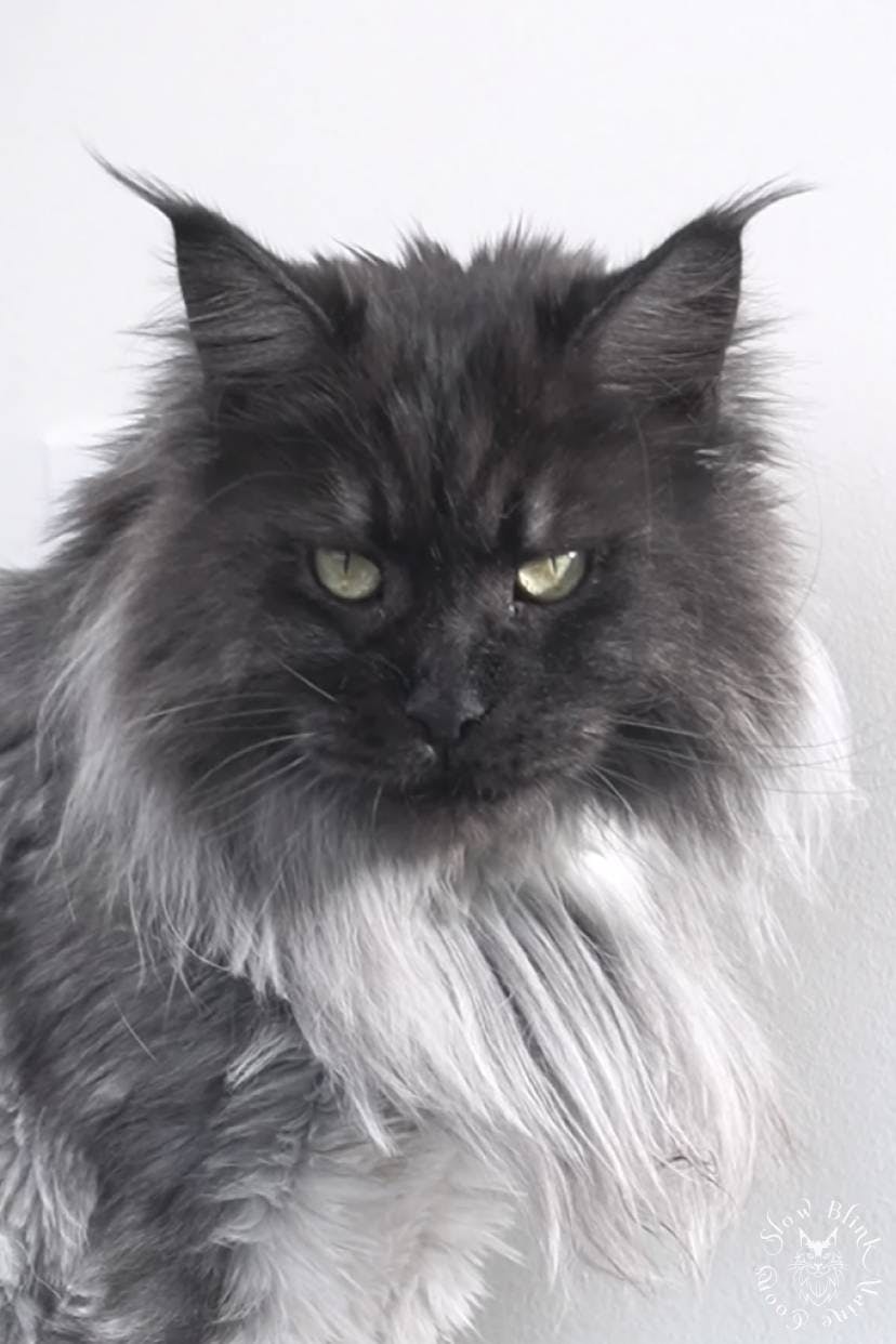Maine Coon Cat picture for Athena