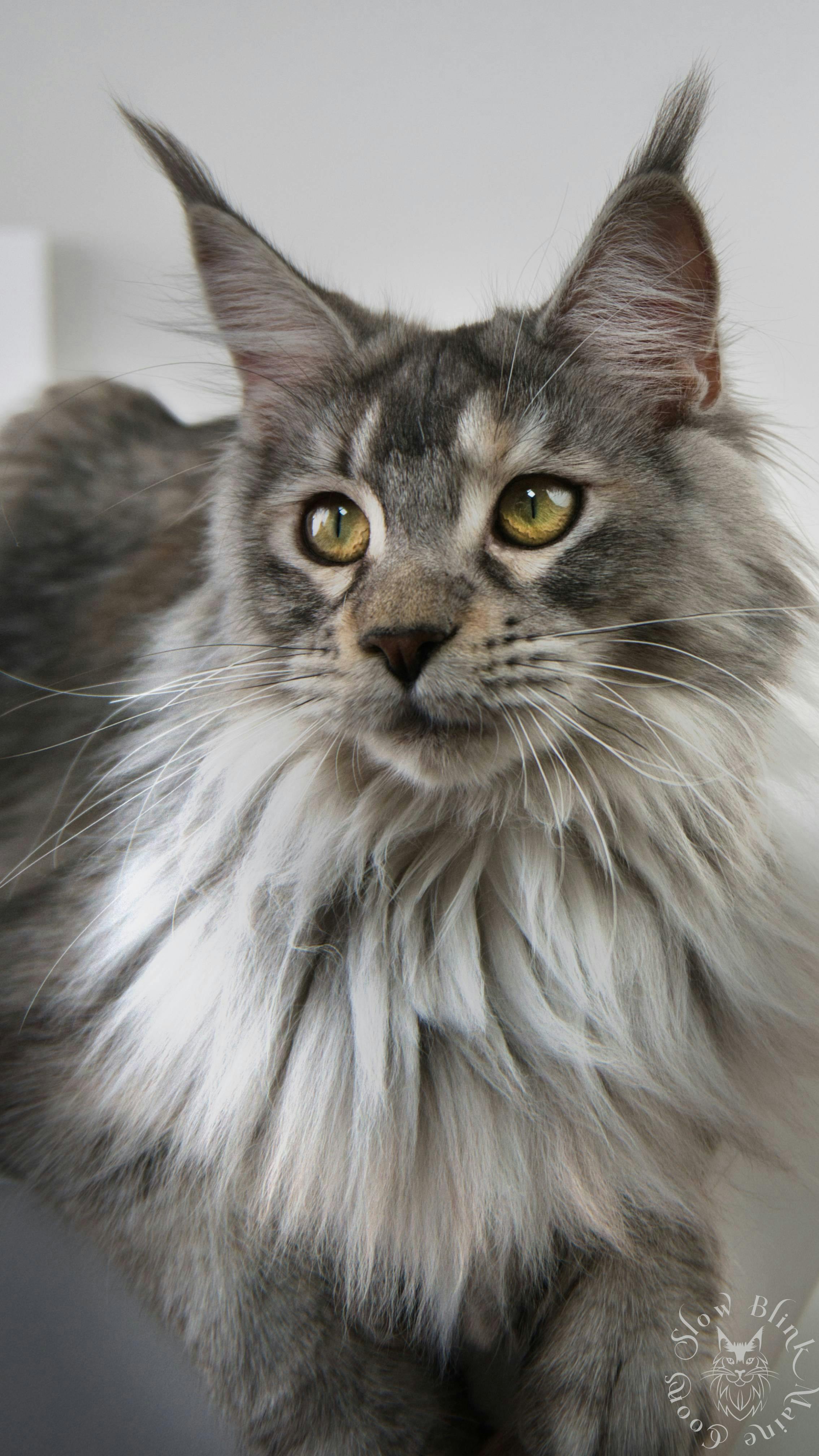 Maine Coon Cat picture for Venus