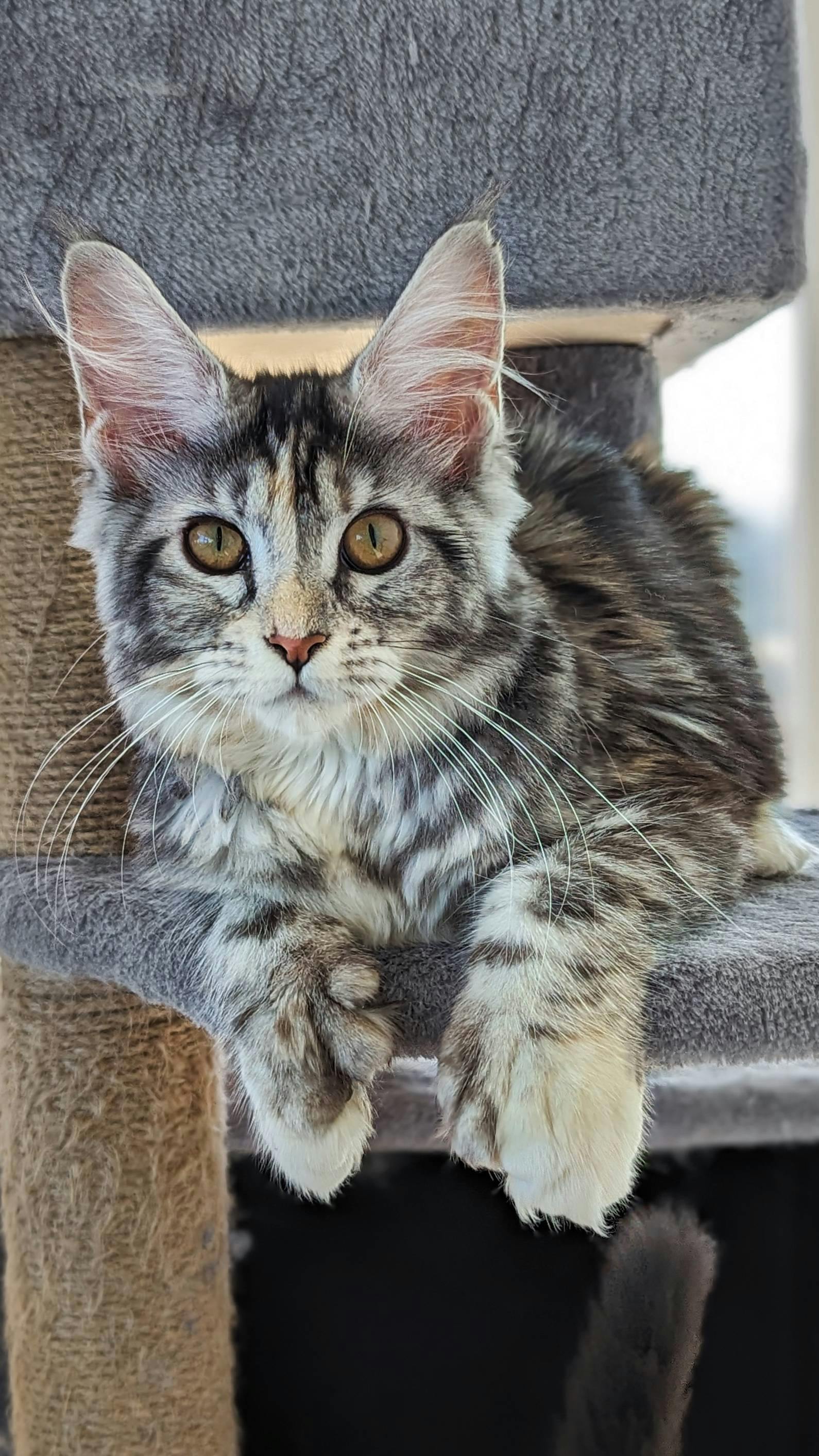 Maine Coon Cat picture for Aphrodite
