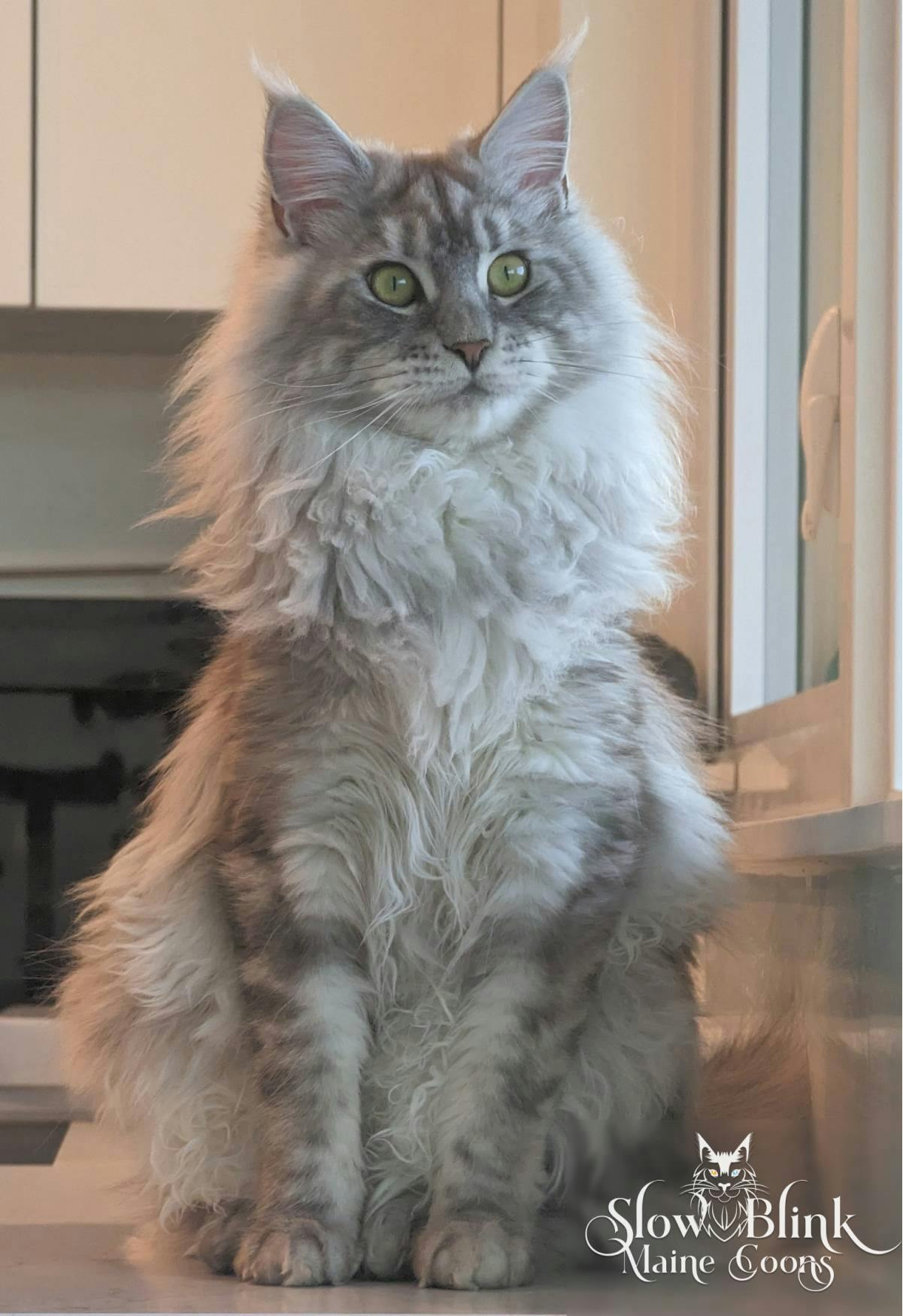 High Silver Shaded Maine Coon Cat