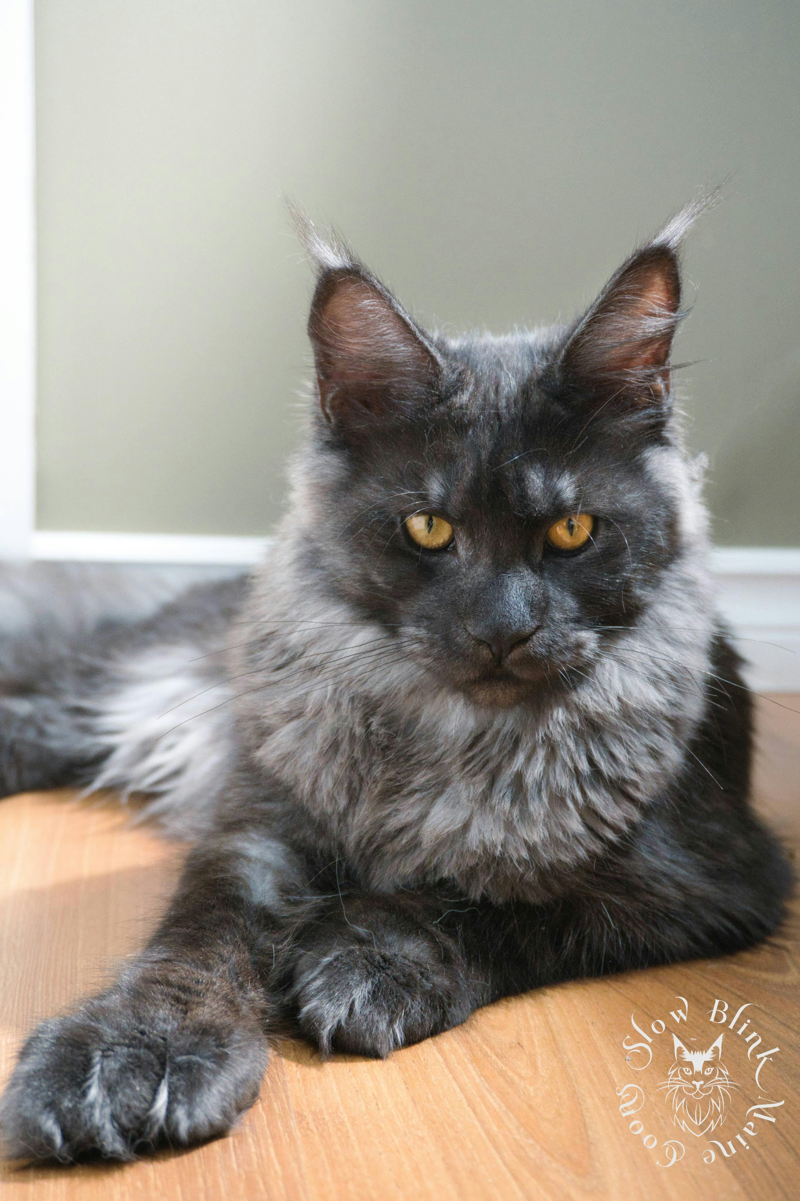 Black Smoke Maine Coon 6 month old female (named Persephone, future Queen of SlowBlink Maine Coons)