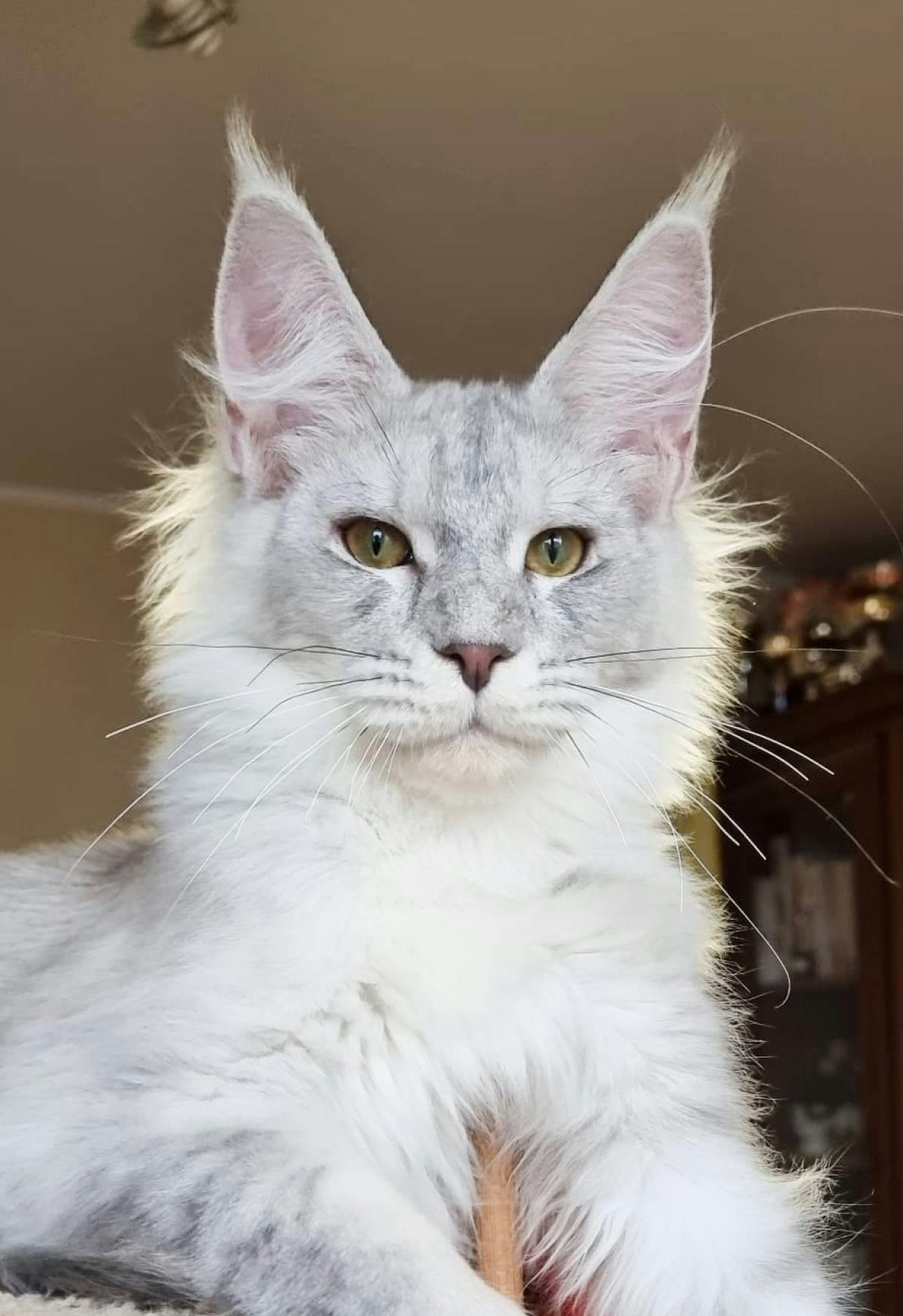 Wizard, AS21 Maine Coon