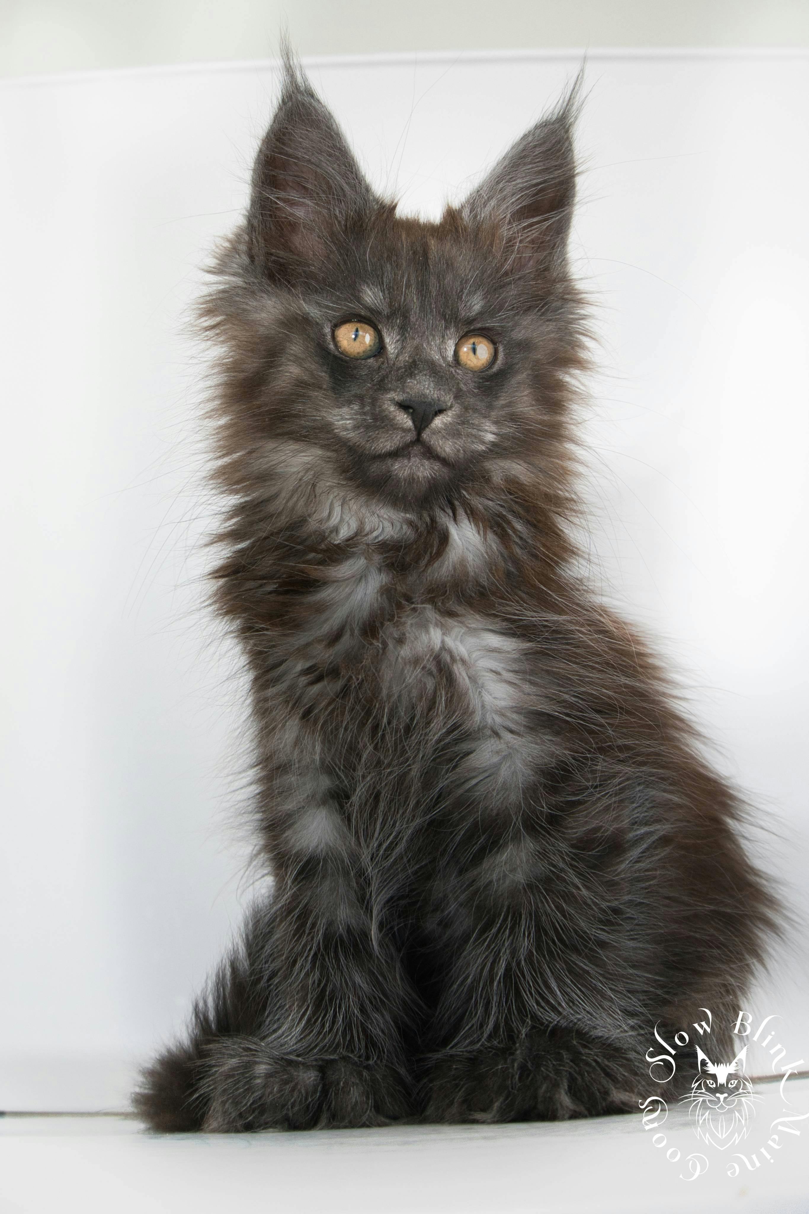 Black Smoke Maine Coon 6 month old female (named Persephone, future Queen of SlowBlink Maine Coons)