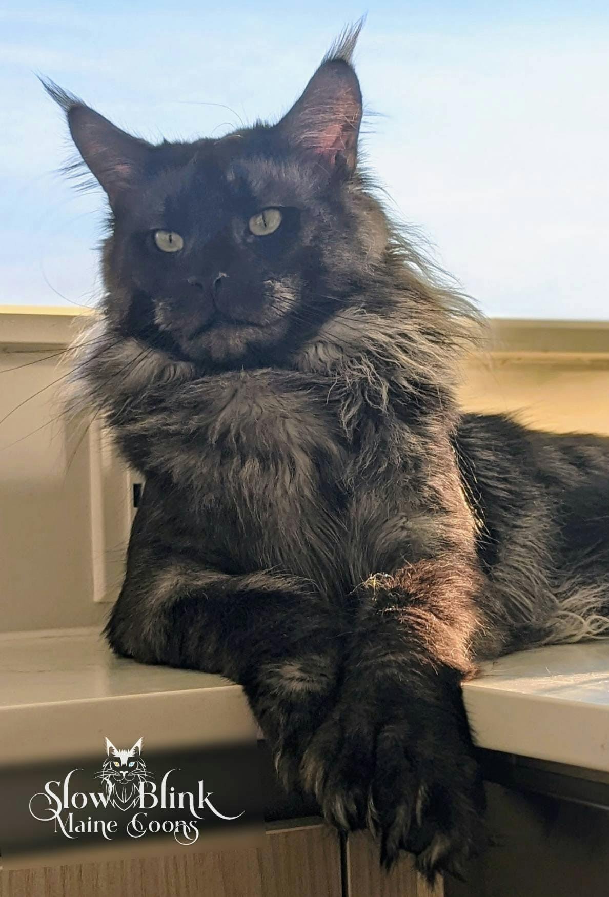 Polydactyl Maine Coon Cats