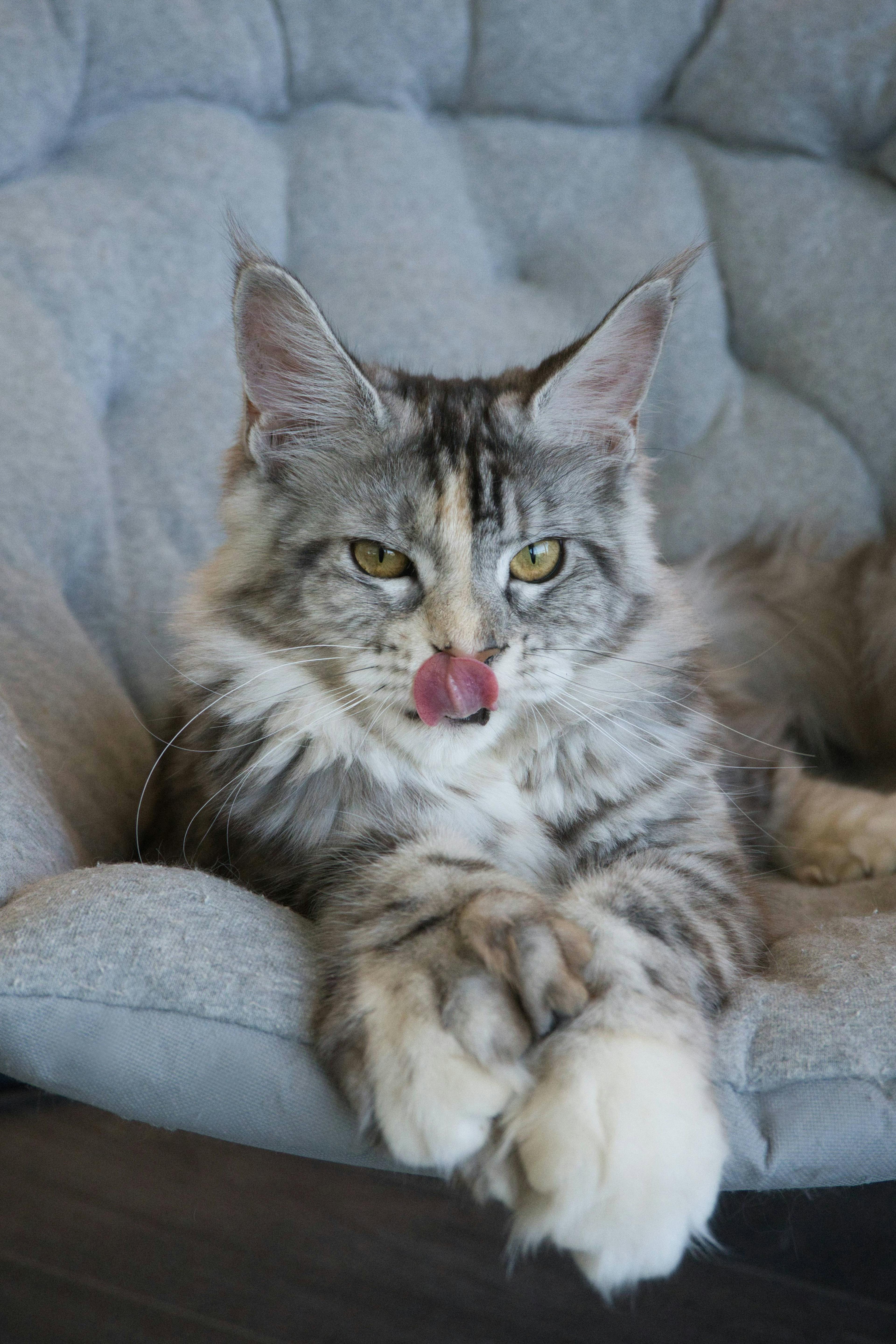 Maine Coon Cat picture for Aphrodite