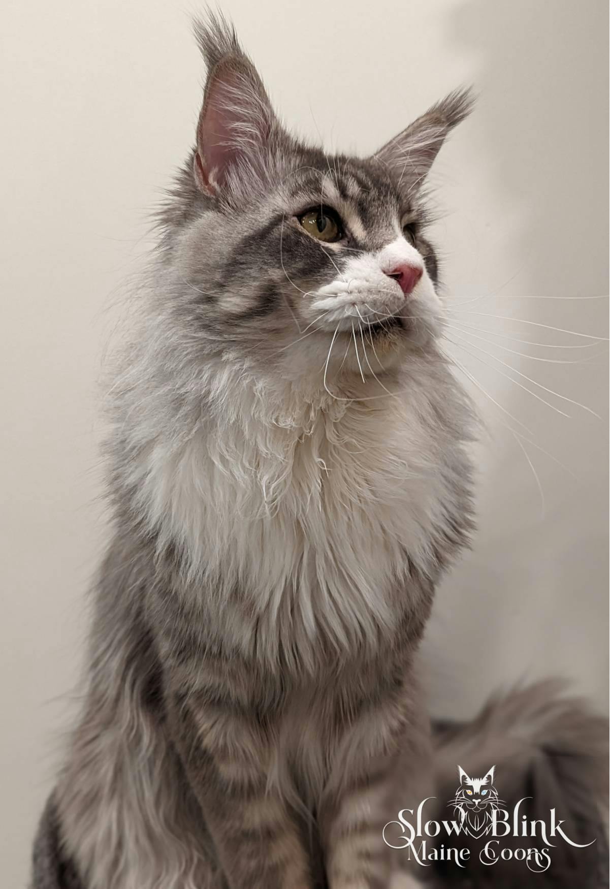Silver Tabby Maine Coon Cat