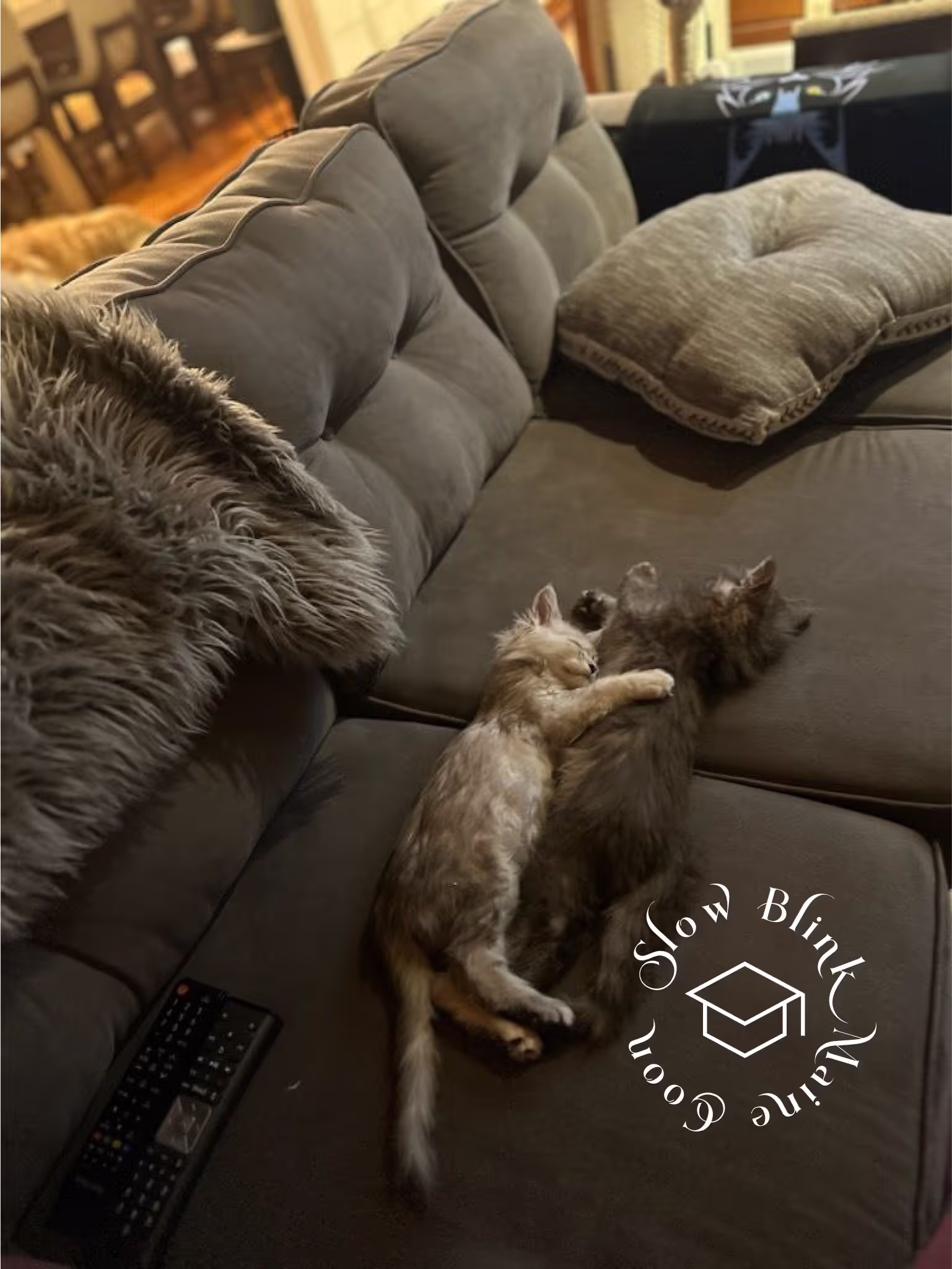 Customer Pictures of their Maine Coon Cats and Kittens who "Graduated" from SlowBlink MaineCoons > black smoke maine coon kitten | female | ems code mco ns | taken 2024 | age 5 months old | idx15