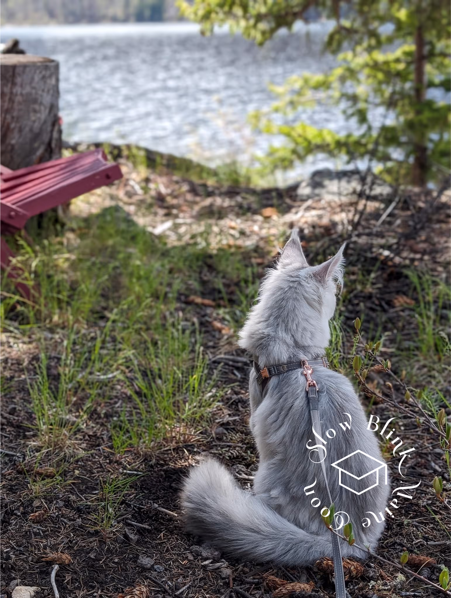 Customer Pictures of their Maine Coon Cats and Kittens who "Graduated" from SlowBlink MaineCoons > high silver | maine coon kitten | black silver tabby | ems code mco ems 22 | male | idx20
