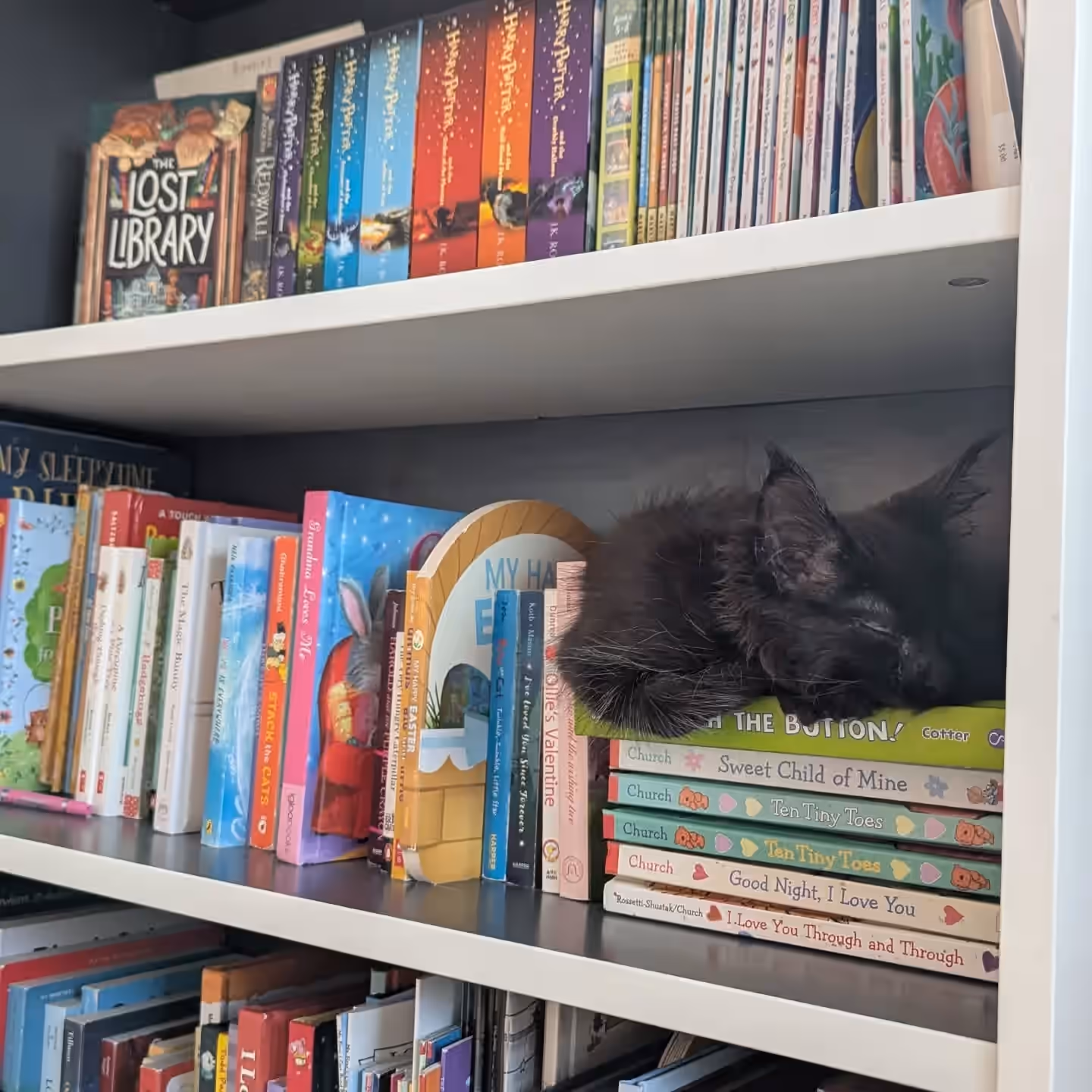Customer Pictures of their Maine Coon Cats and Kittens who "Graduated" from SlowBlink MaineCoons > named misszenacat | black maine coon | female | age 4 months | taken feb 2025 | ems code n | customer graduate calgary alberta canada | 2 | on bookshelf