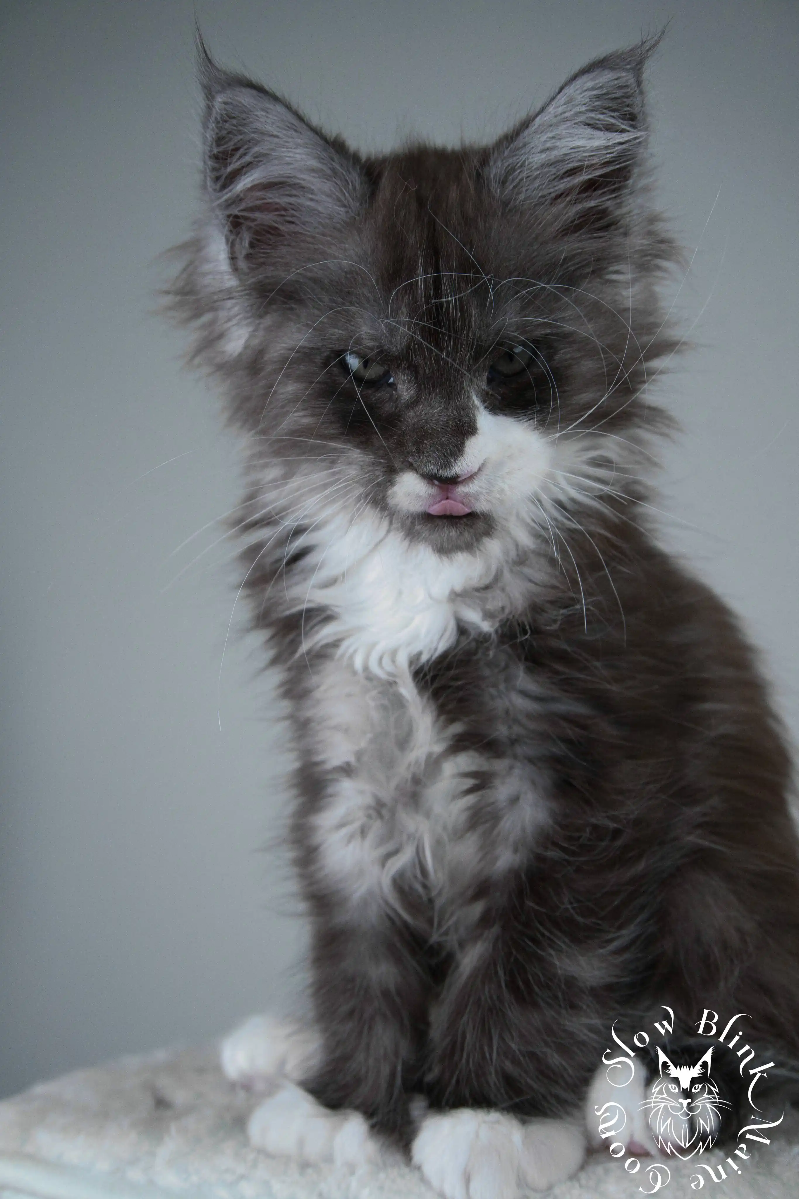 Bicolor Maine Coon Kittens > bicolor maine coon kitten | slowblinkmainecoons | ems code ns as 03 09 | taken june 2024 | 02 | 01