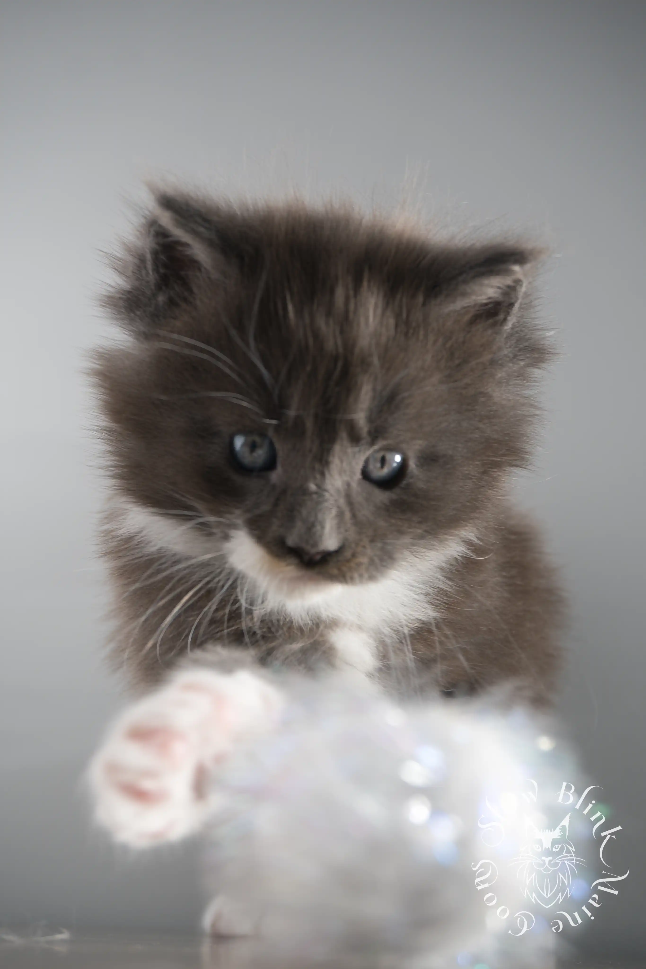 Bicolor Maine Coon Kittens > bicolor maine coon kitten | slowblinkmainecoons | ems code ns as 03 09 | taken june 2024 | 02 | 156