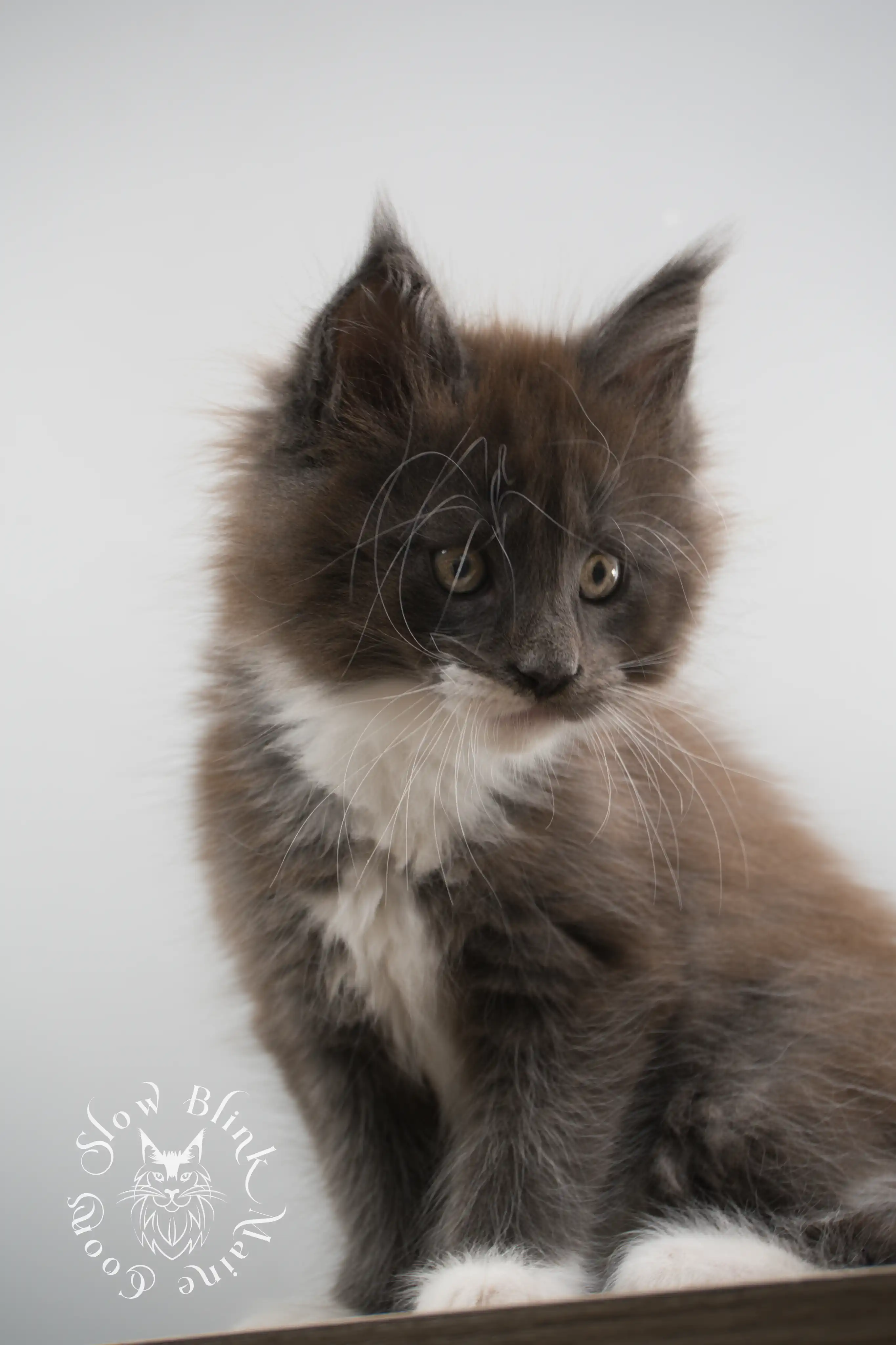 Bicolor Maine Coon Kittens > bicolor maine coon kitten | slowblinkmainecoons | ems code ns as 03 09 | taken june 2024 | 02 | 158