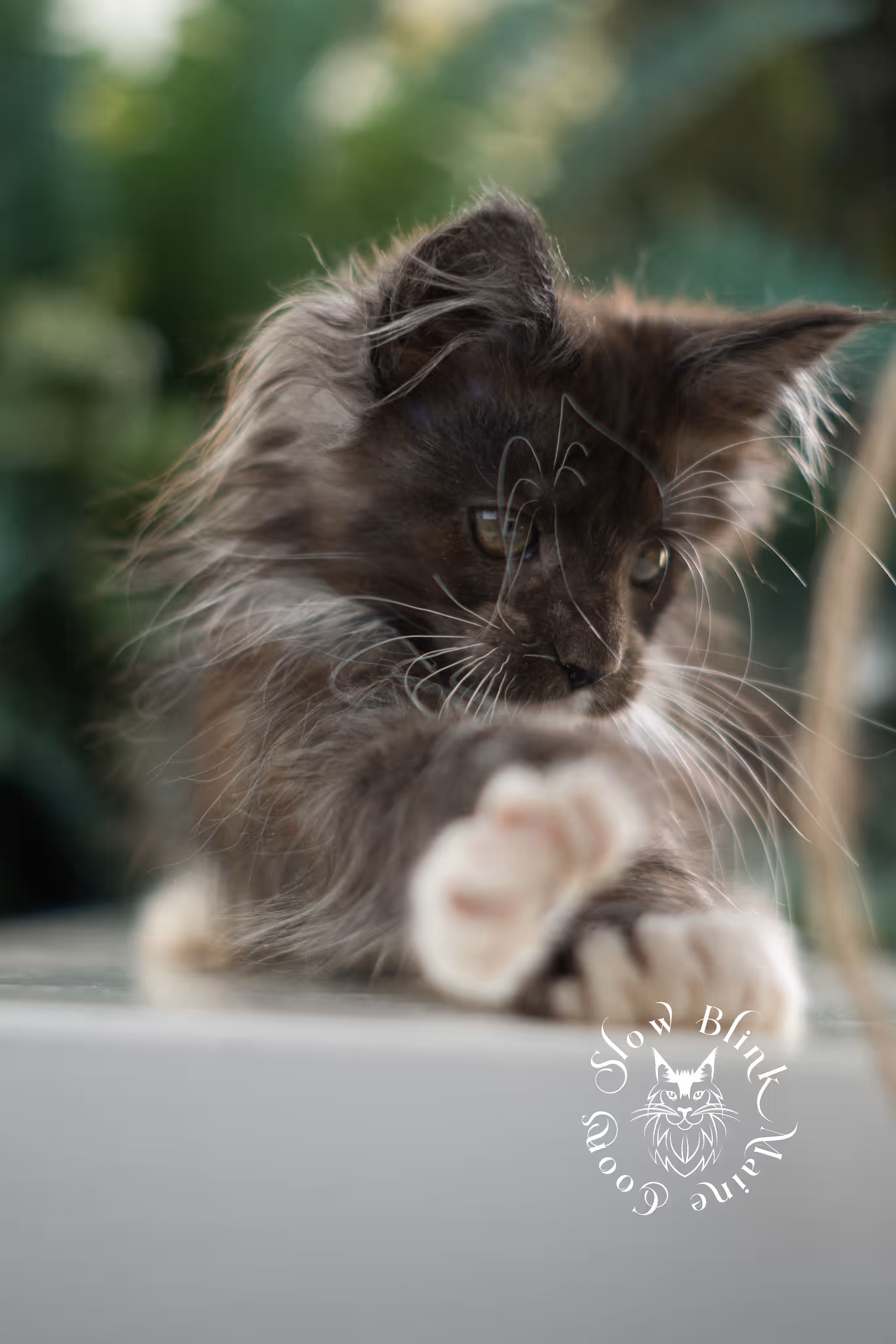 Bicolor Maine Coon Kittens > black smoke bicolor | maine coon kitten | female | ems code mcp ns 03 | taken feb 25 2025 | age 8 weeks old | poly | idx 10
