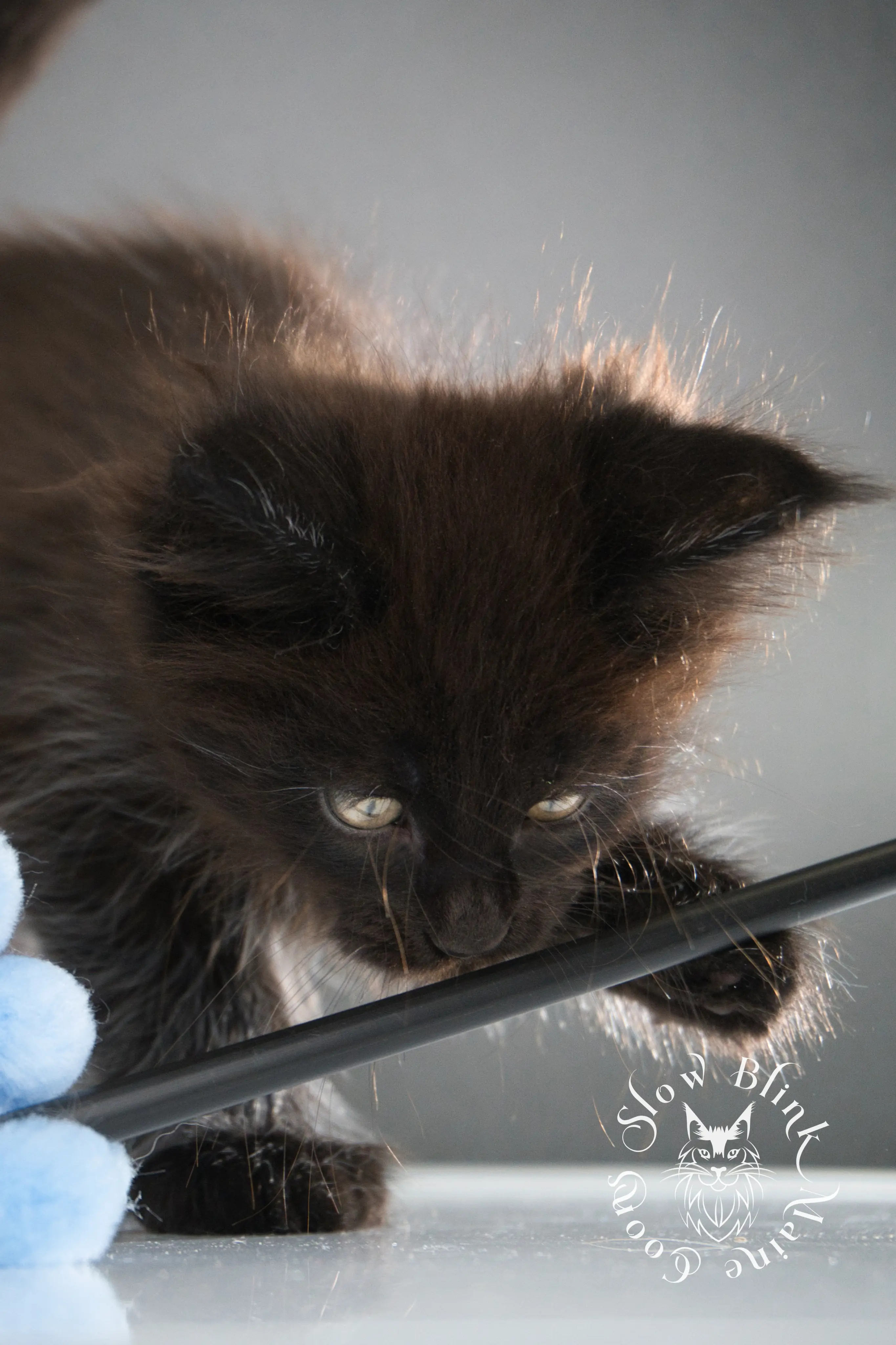 Black Maine Coon Kittens > black maine coon kitten | age 8 weeks old | slowblinkmainecoons | ems code n | taken august 2024 | 19