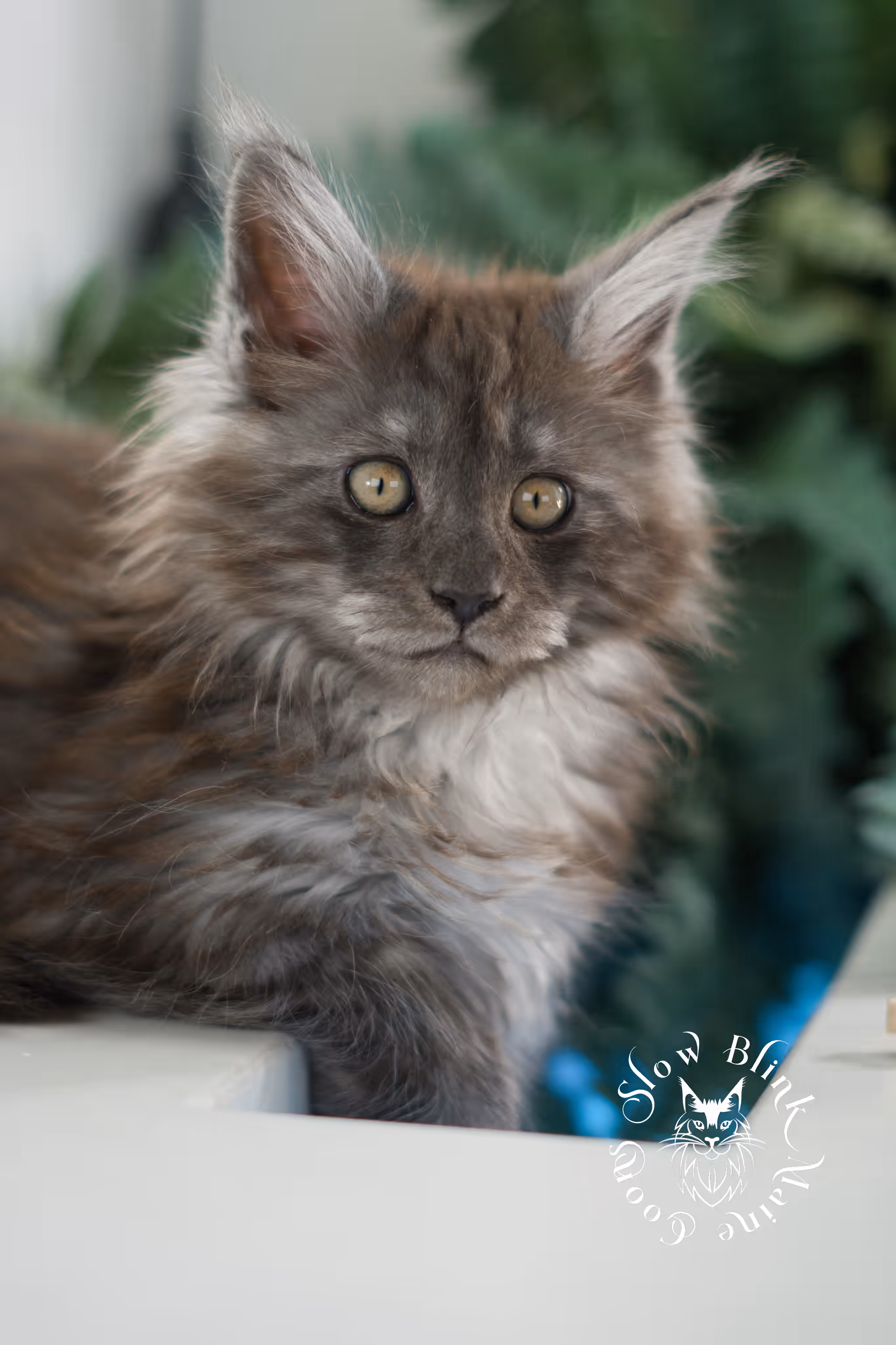 Black Smoke Maine Coon Kittens > black smoke | maine coon kitten | ems code mcp ns | male | age 10 weeks | paws poly | taken feb 2025 | idx 04