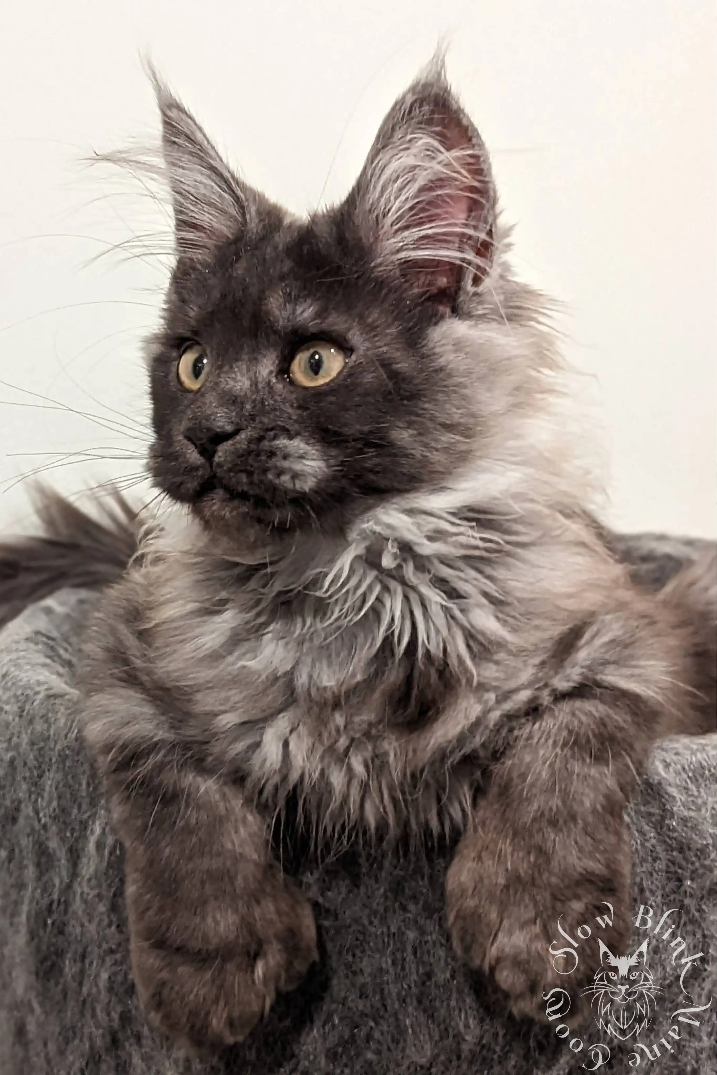 Black Smoke Maine Coon Kittens > black smoke | maine coon kitten | ems code ns | slowblinkmainecoons | 04 1011