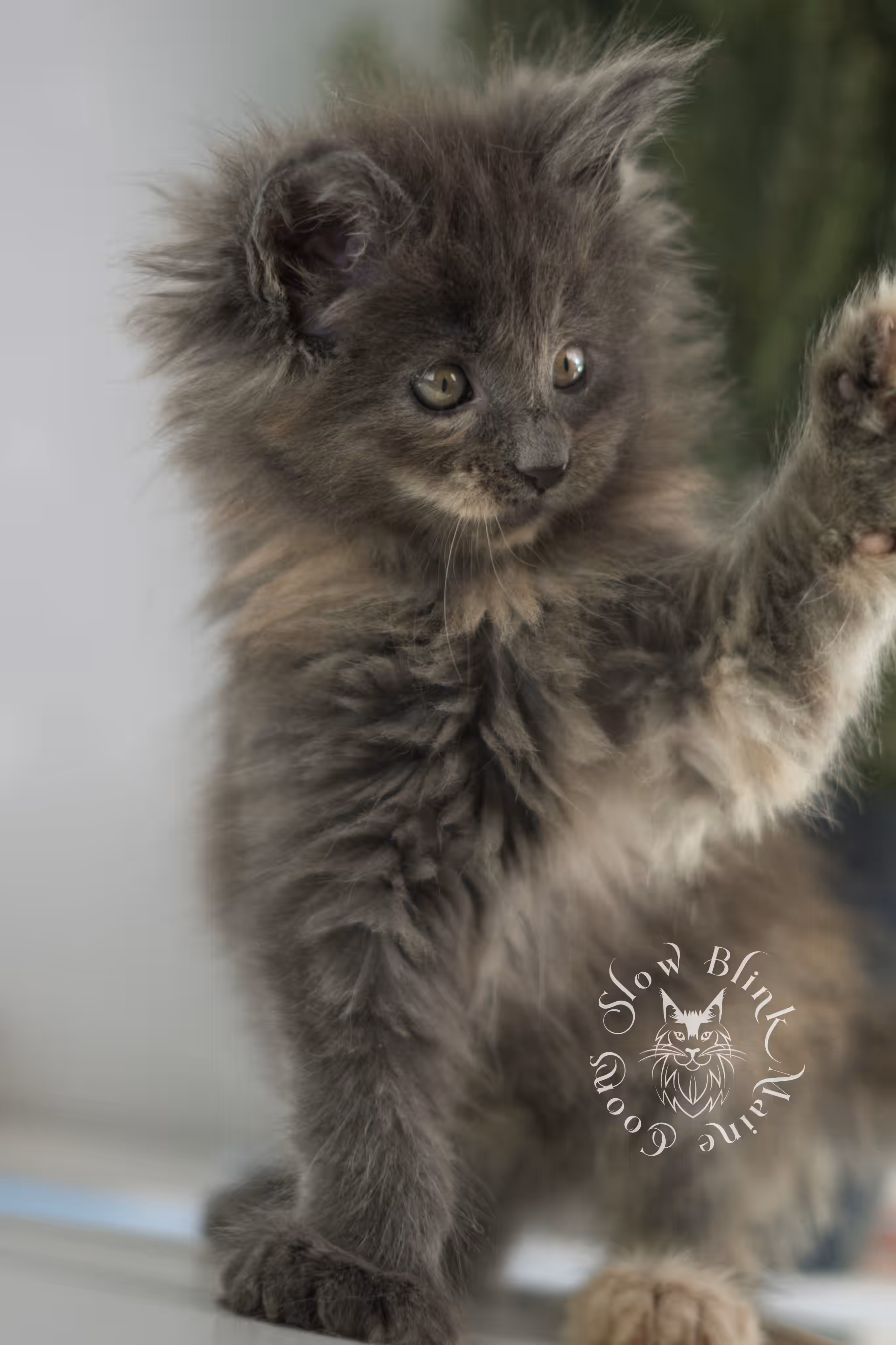 Blue Tortie Maine Coon Kittens > blue tortie | tortie | dilute tortoiseshell | maine coon kitten | taken feb 2025 | ems code mco g | female | paws standard | age 5 weeks old | idx 02