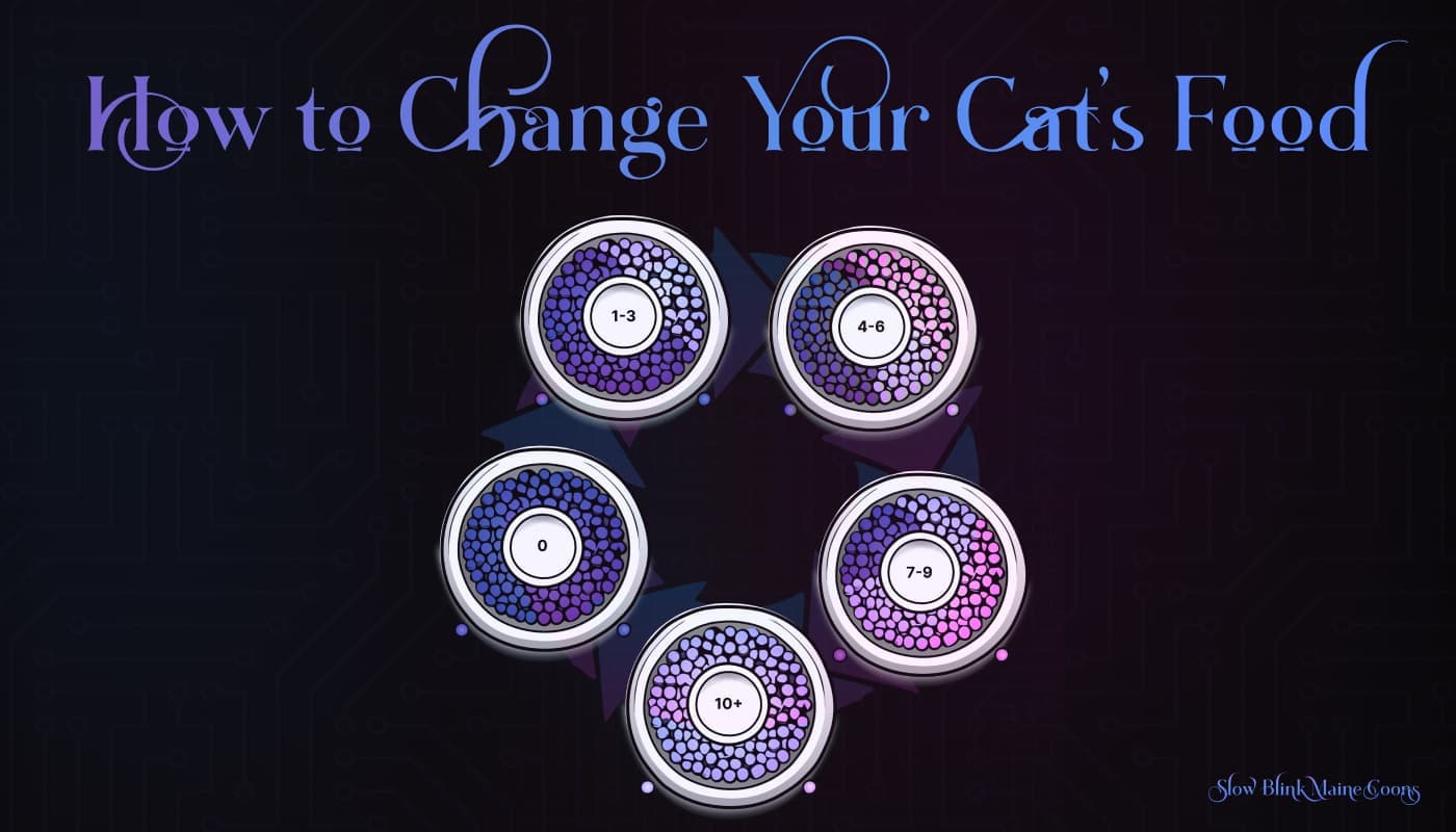 Preview infographic of how to change your Maine Coon cat’s food