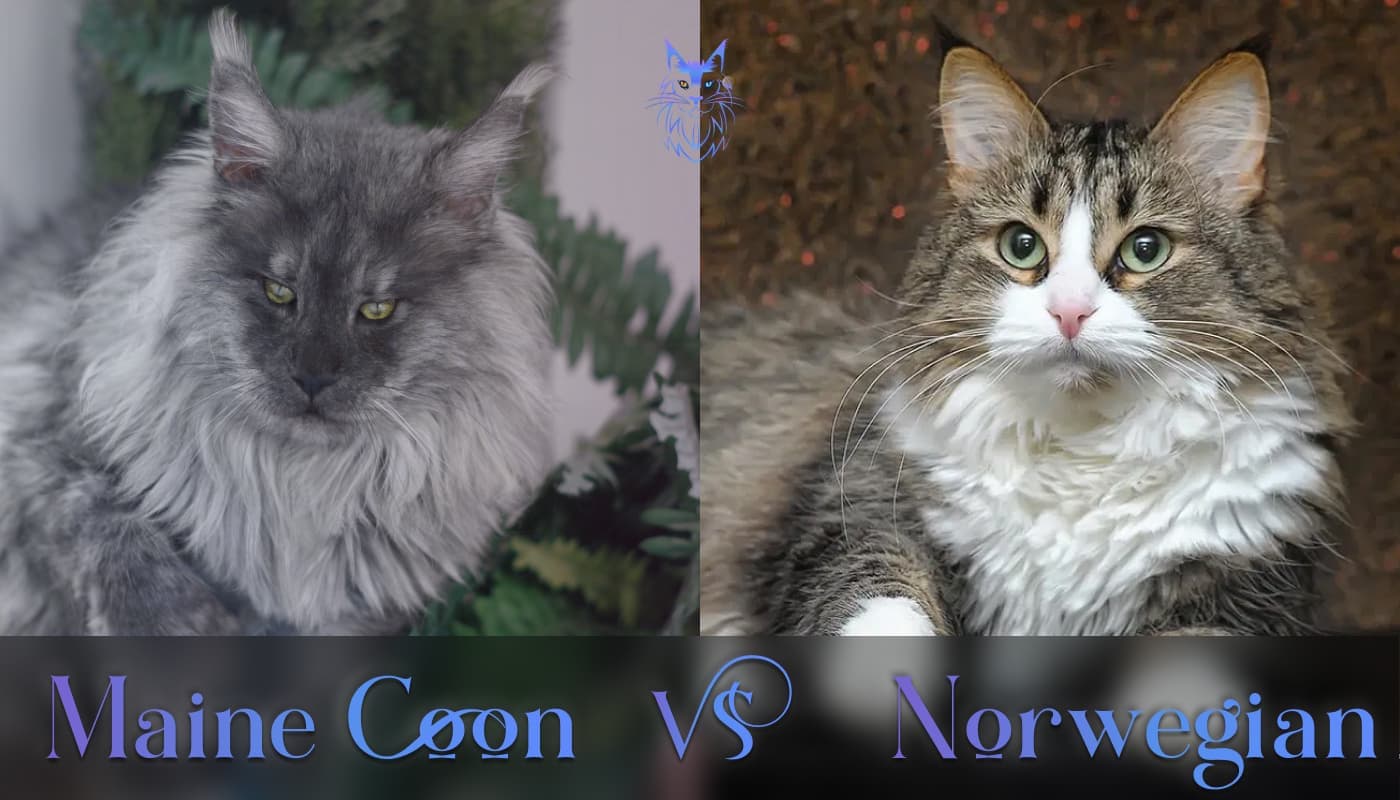 Maine coon vs norwegian forest cat; pictures of each