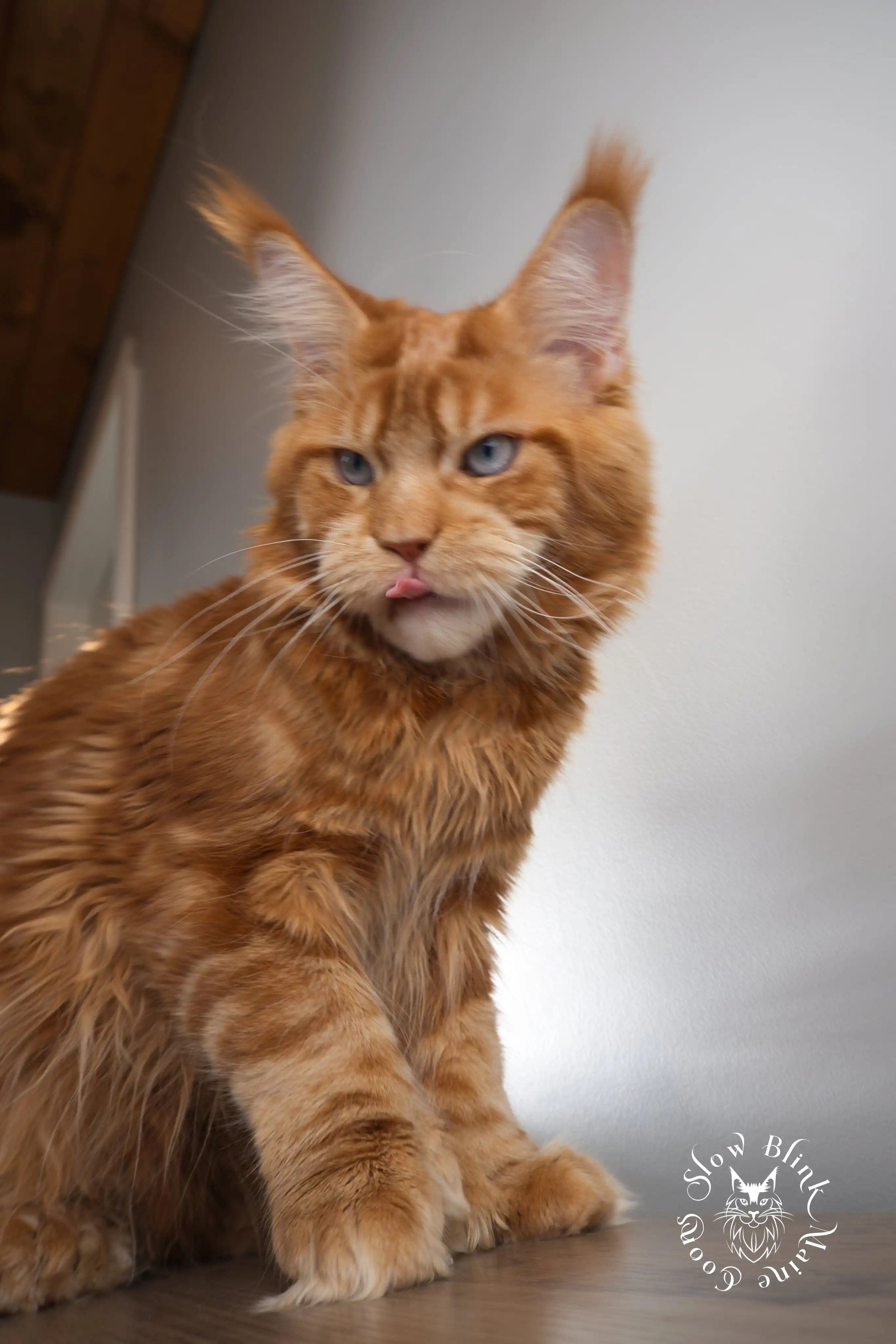 その他 Psychedelic Maine Coon Cat DAC Psychedelic Maine Coon Cat – Diamond Art Club