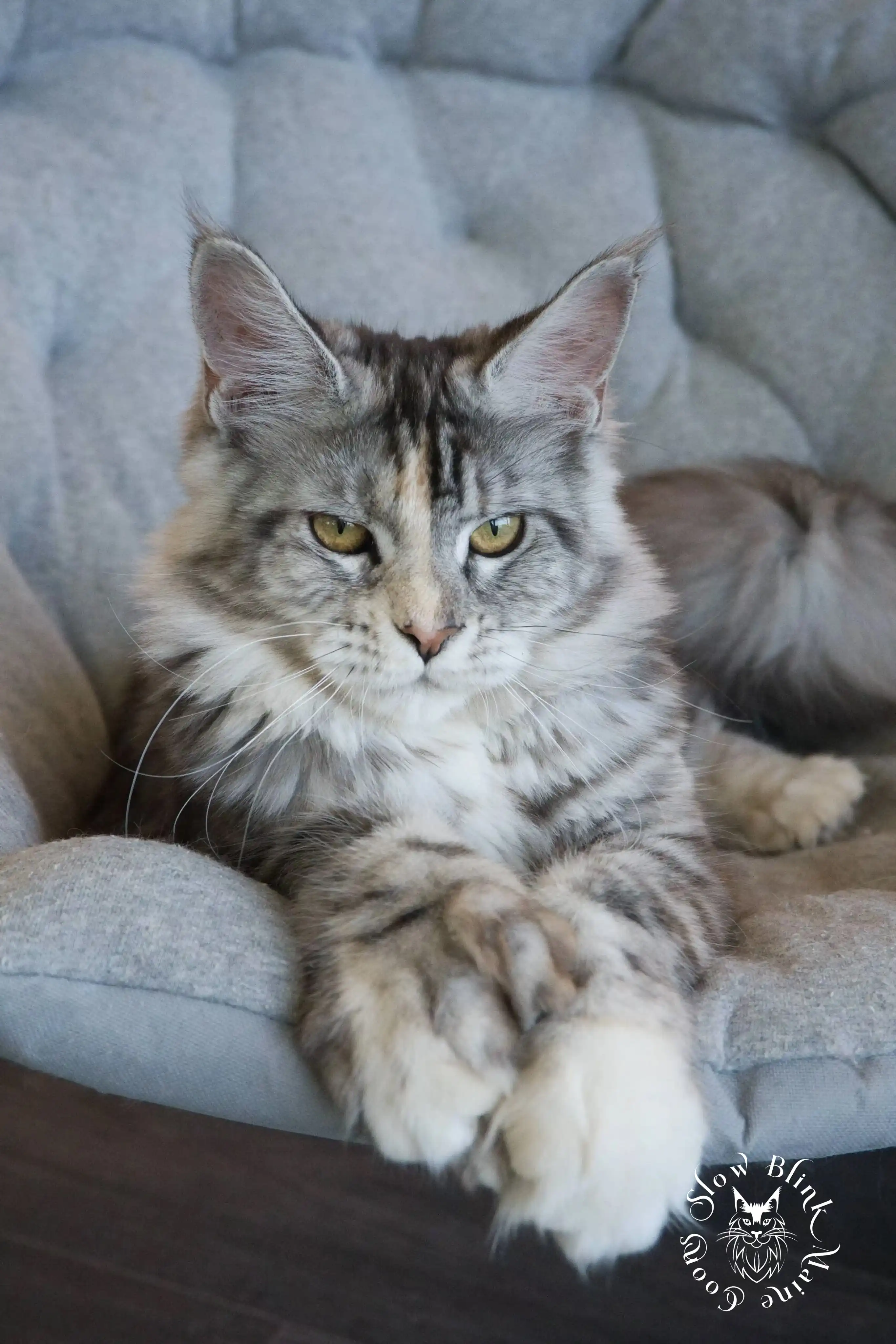 その他 Psychedelic Maine Coon Cat DAC Psychedelic Maine Coon Cat – Diamond Art Club