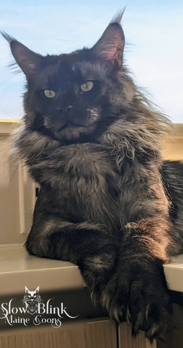Bugatti - Male Black Smoke (ns) Polydactyl Maine Coon Cat