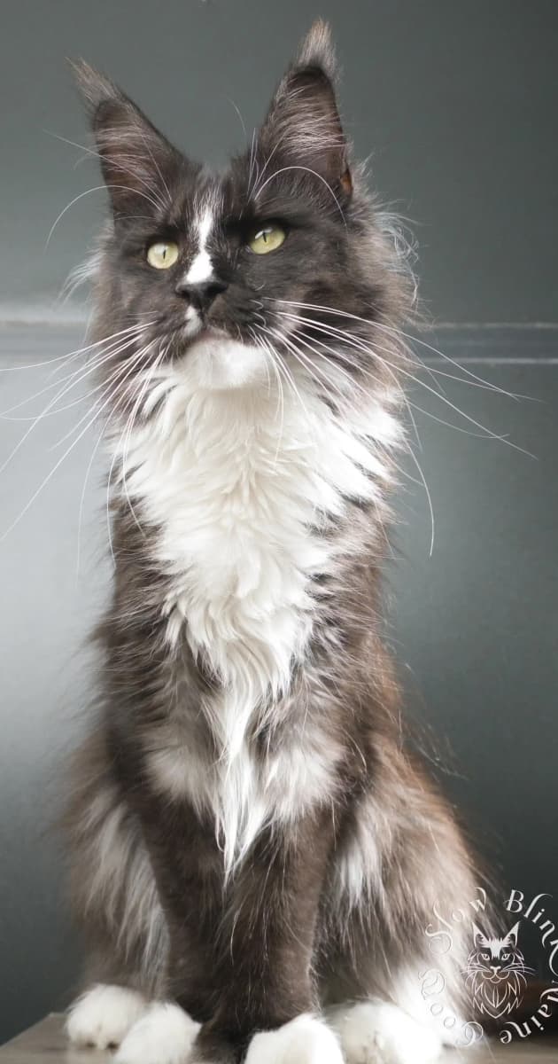 その他 Psychedelic Maine Coon Cat DAC その他 Psychedelic Maine Coon Cat DAC DAC Diamond Painting Kit