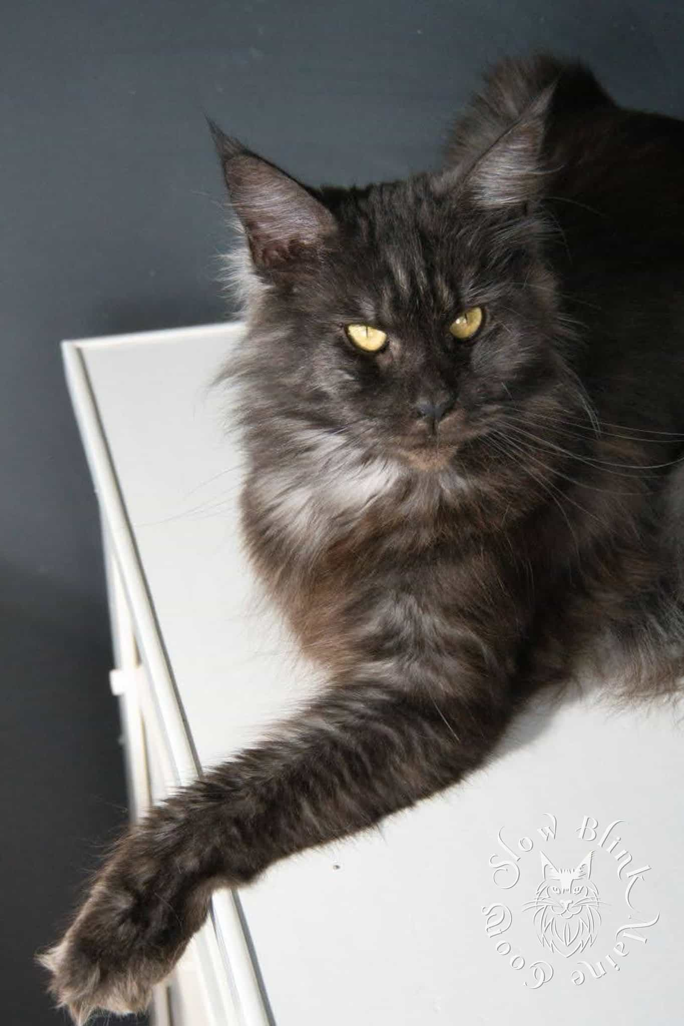 Ferrari - Female Black Smoke (ns) Maine Coon Cat